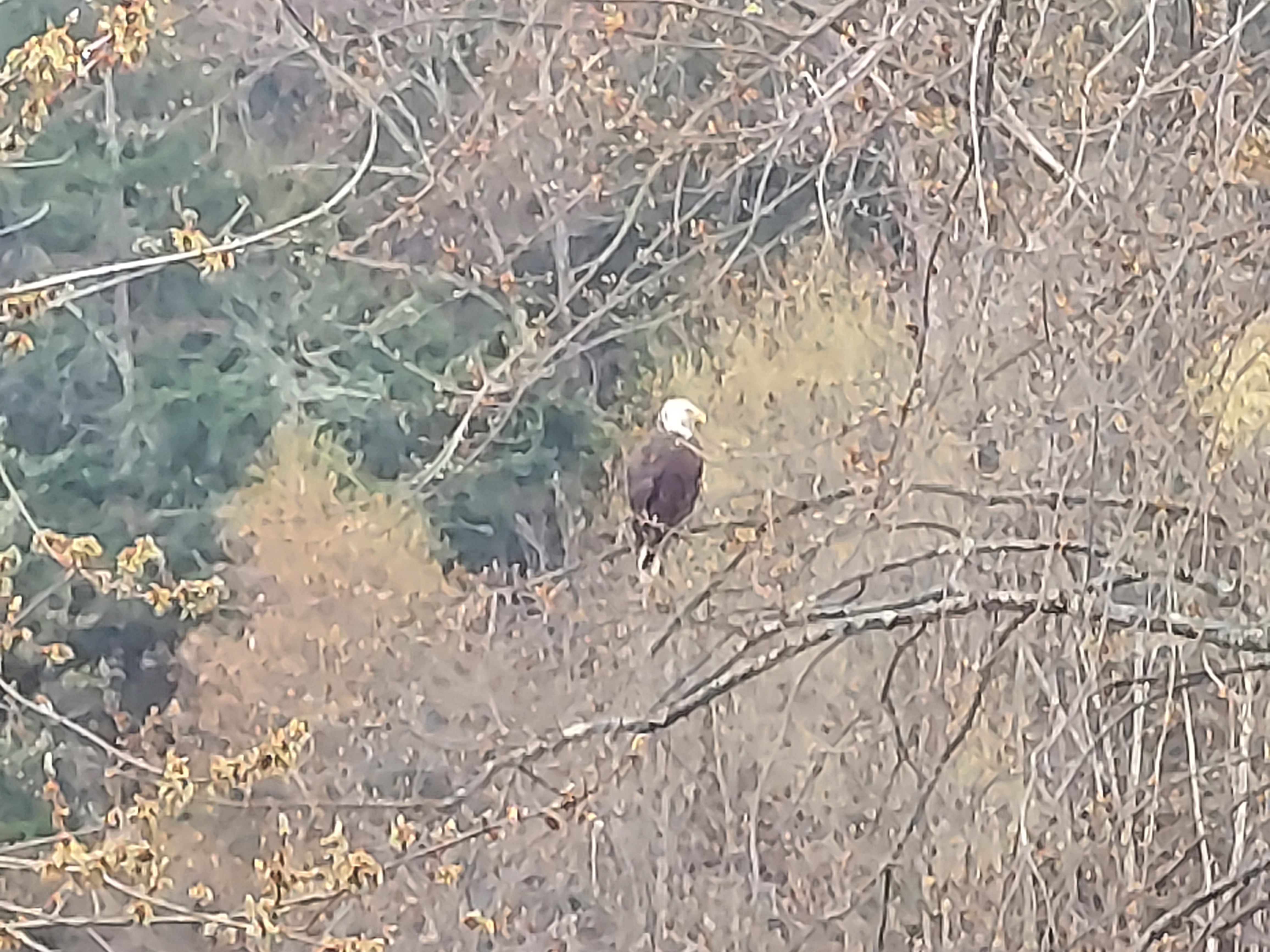 An eagle soaring over the backyard.