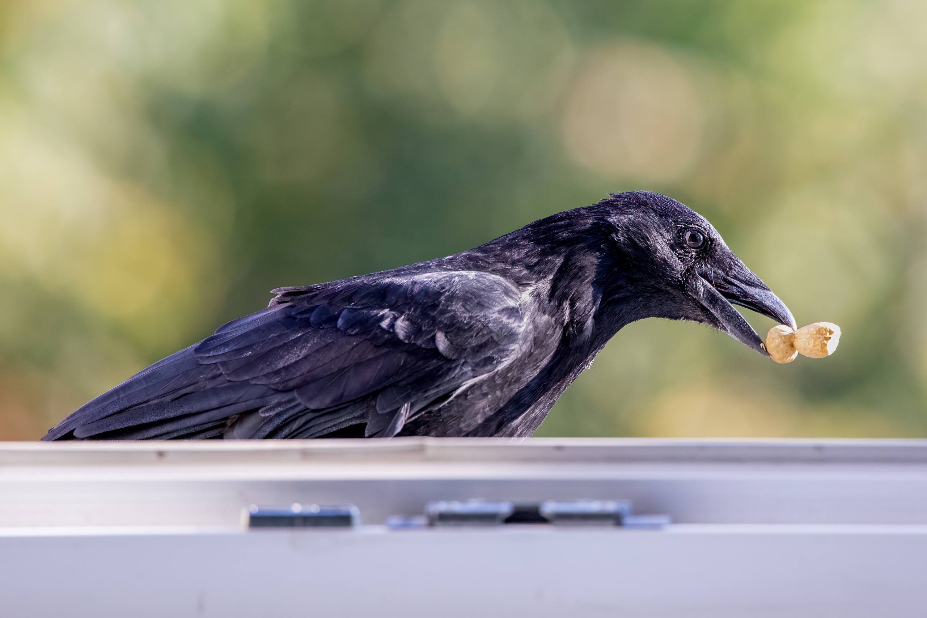 You Get What You Pay For: Peanuts and Crows!