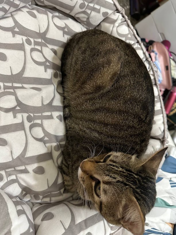 Yet another charming cat moment