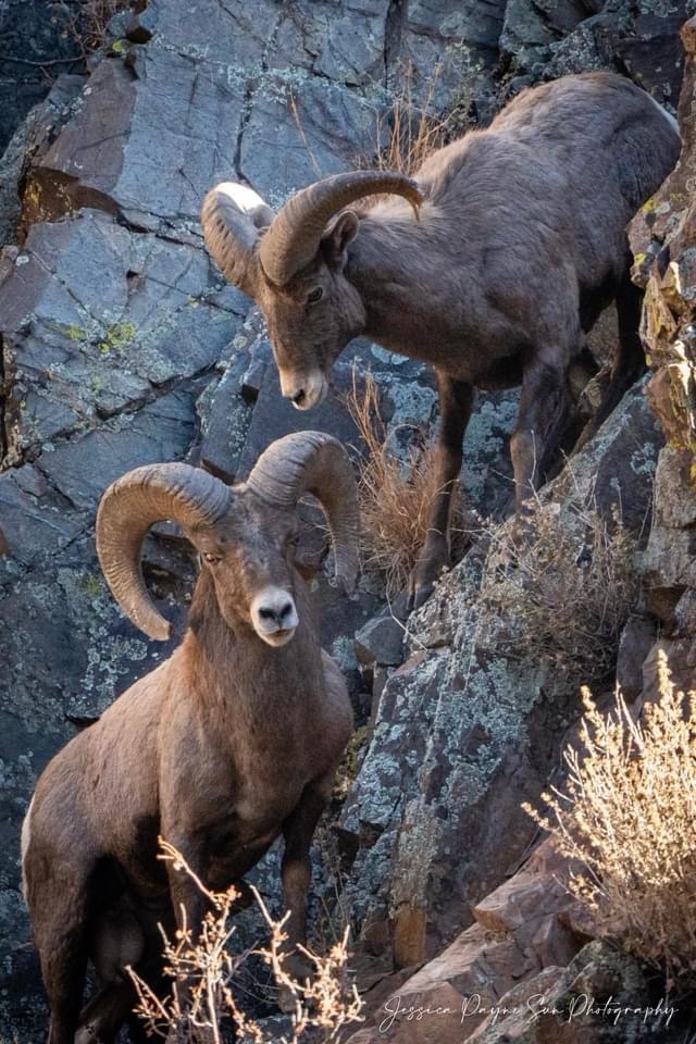 Majestic Bighorn Sheep in Their Natural Habitat