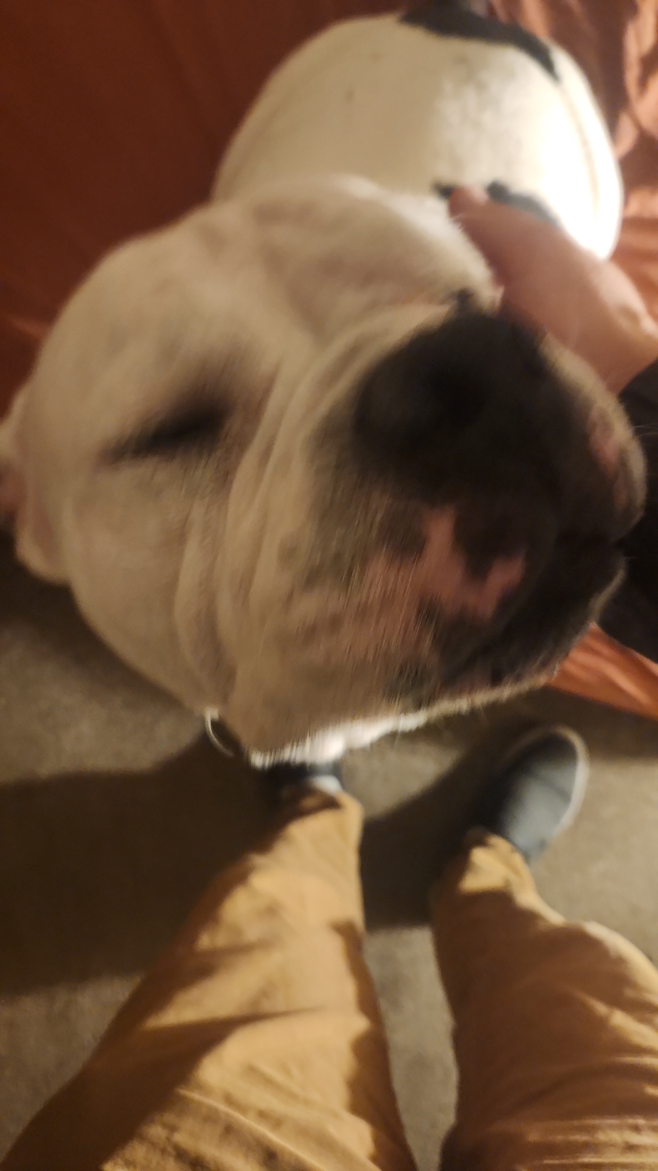 Meet Ziggy, the Charming Prince of Hampden