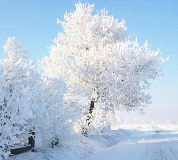 The Beauty of a Winter Tree