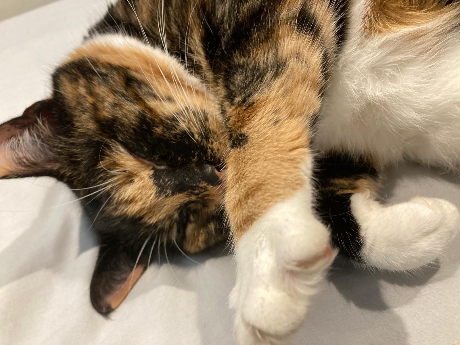Crumble's Daily Dose of Cuteness