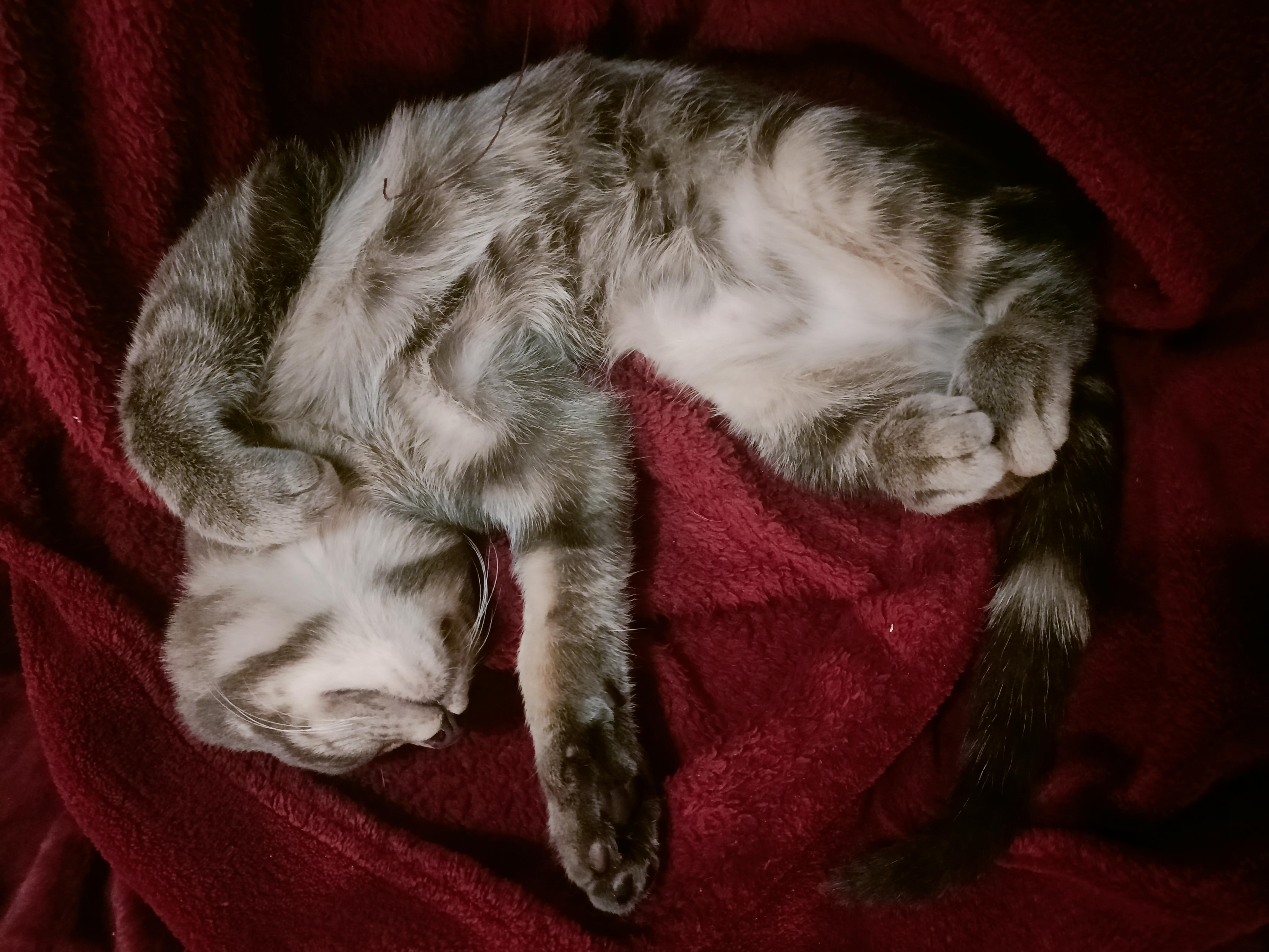 It's My Cake Day! Celebrating with a Pic of My Adorable Kitty Ruck