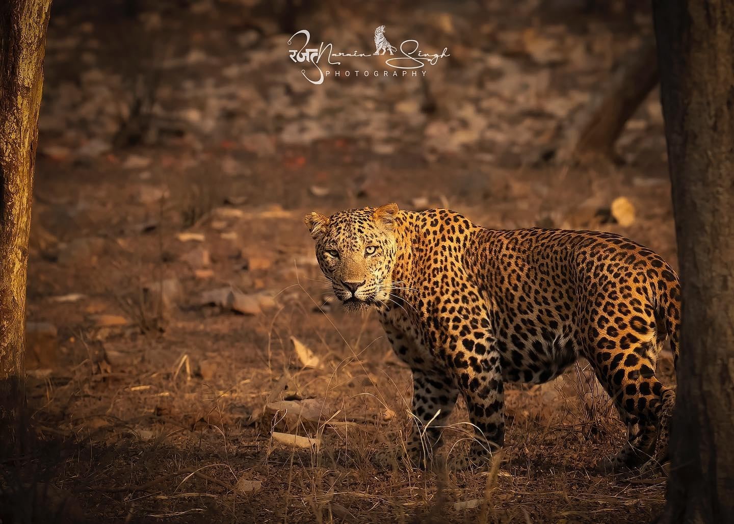 Meet the Muscular Male Leopard from Jhalana Reserve