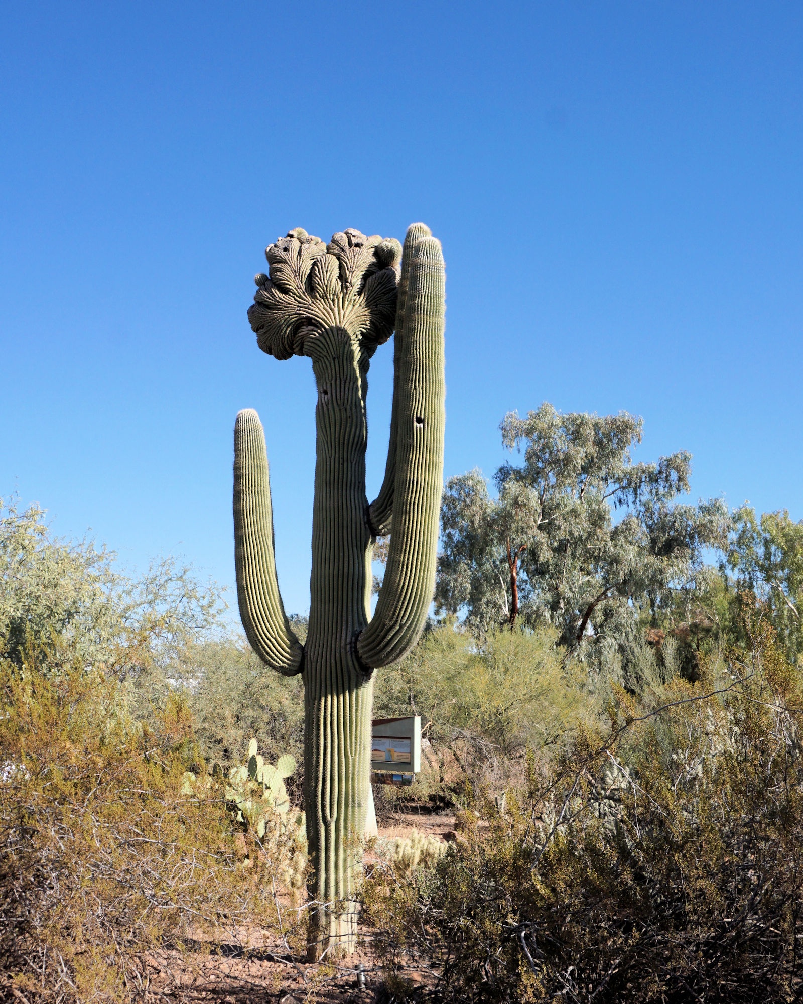 Discovering the Wonders of Desert Botanical Gardens