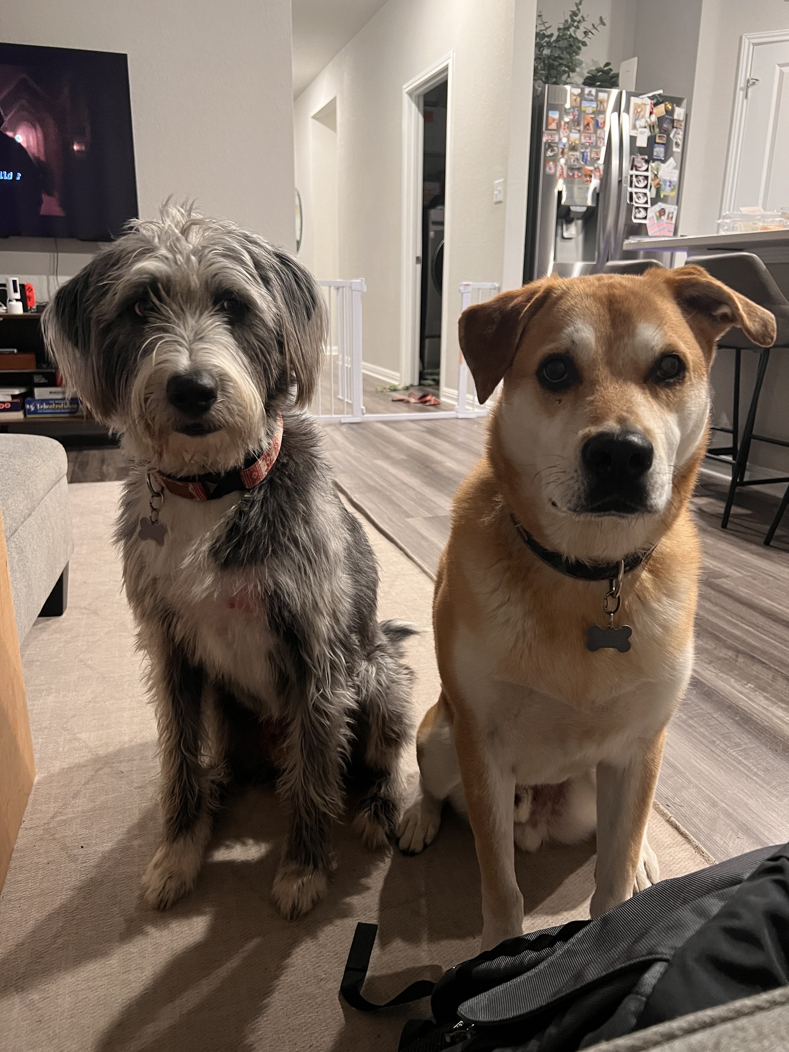 A Tale of Two Dogs: Friendship and Fun