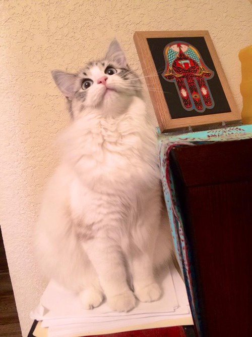 Meet Today's Adorable Feline Star