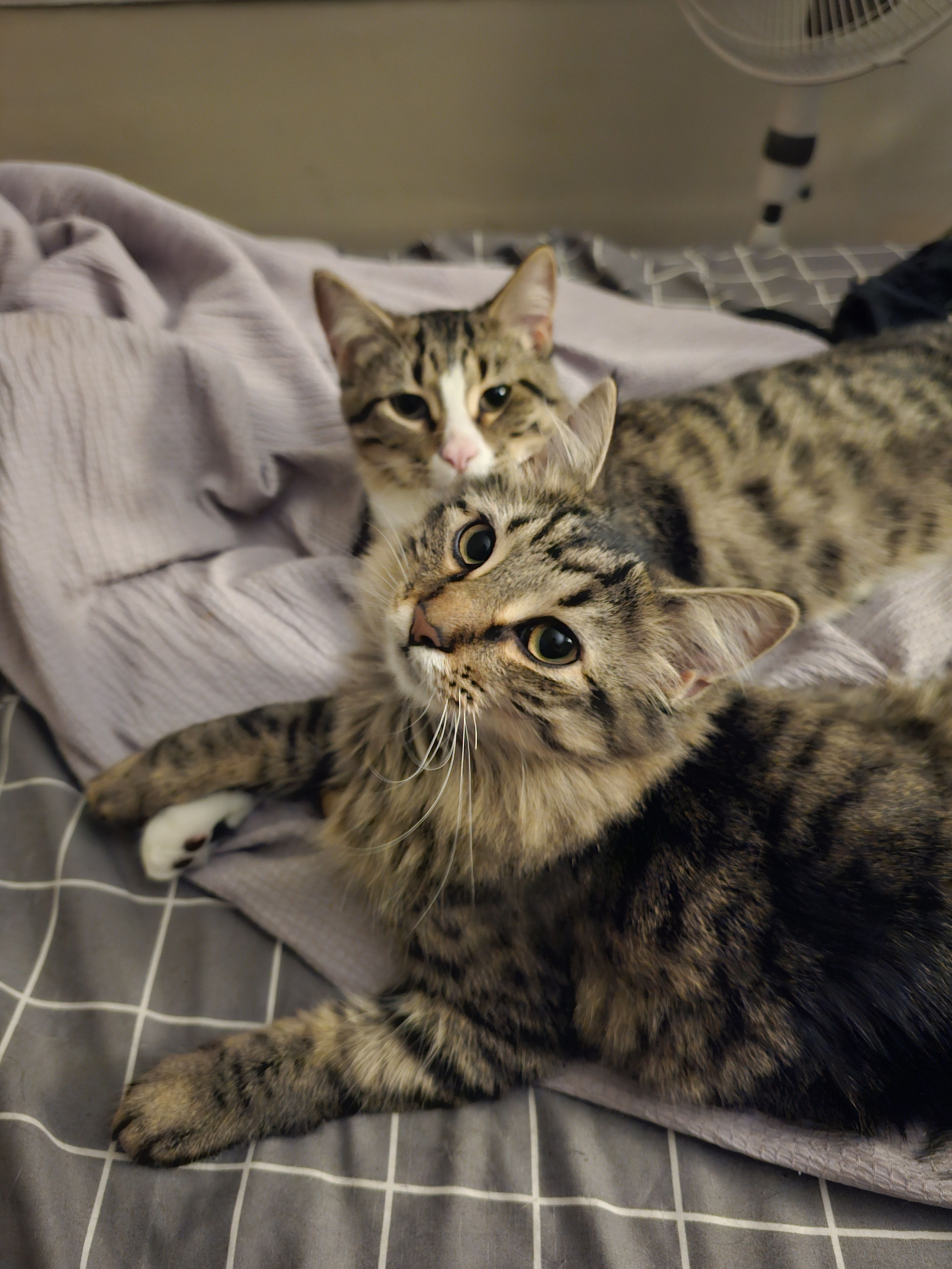 Lingua and Lemmy: A Dynamic Duo