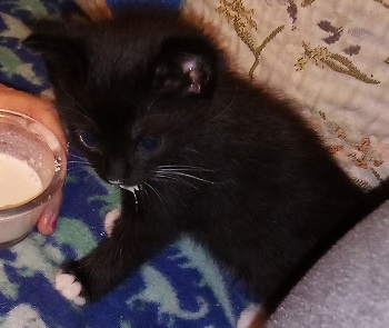 A Purrfect Birthday: Celebrating with Kittens!