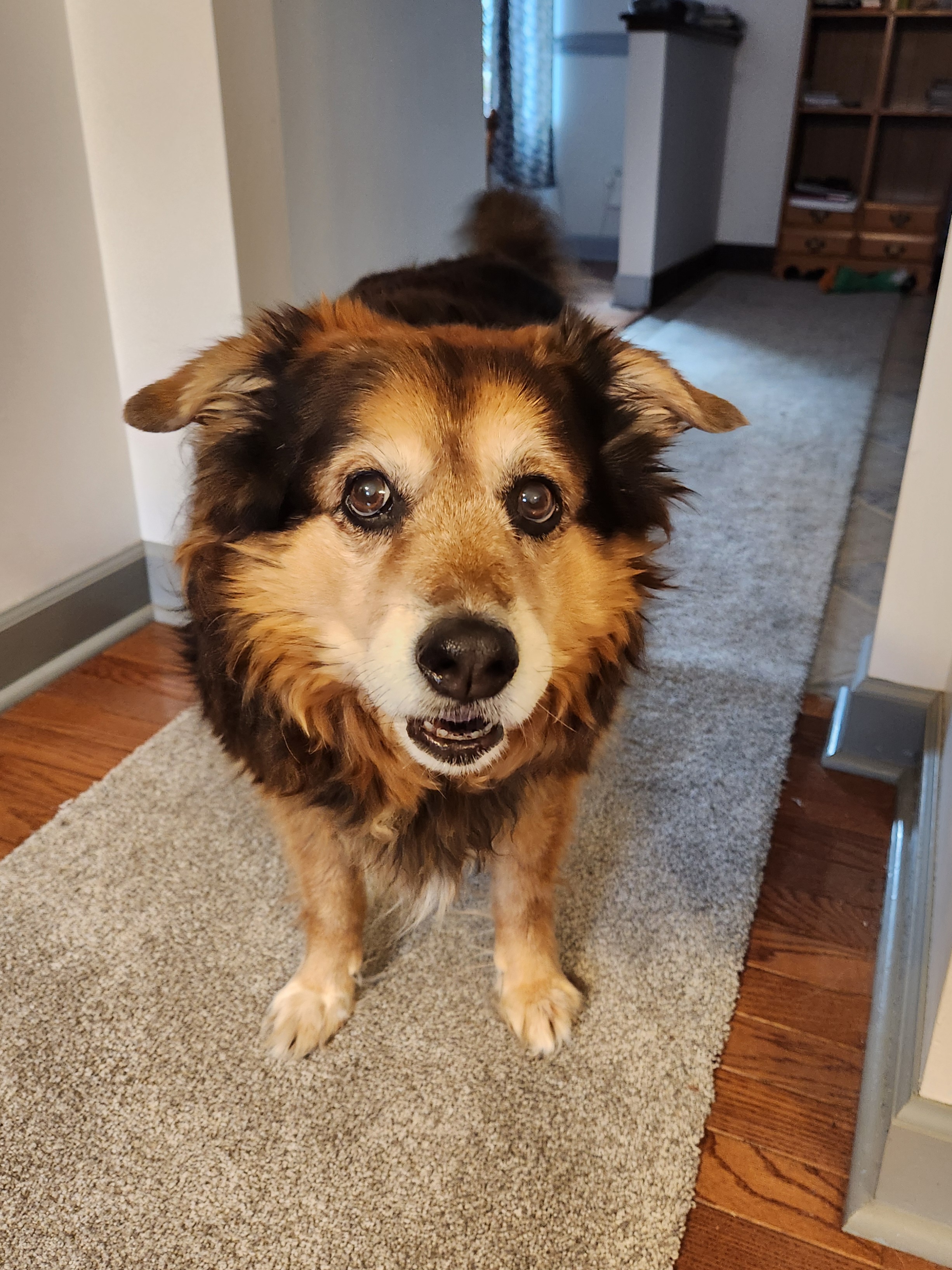 Peanut the Dog's Daily Adventures - Day 1564