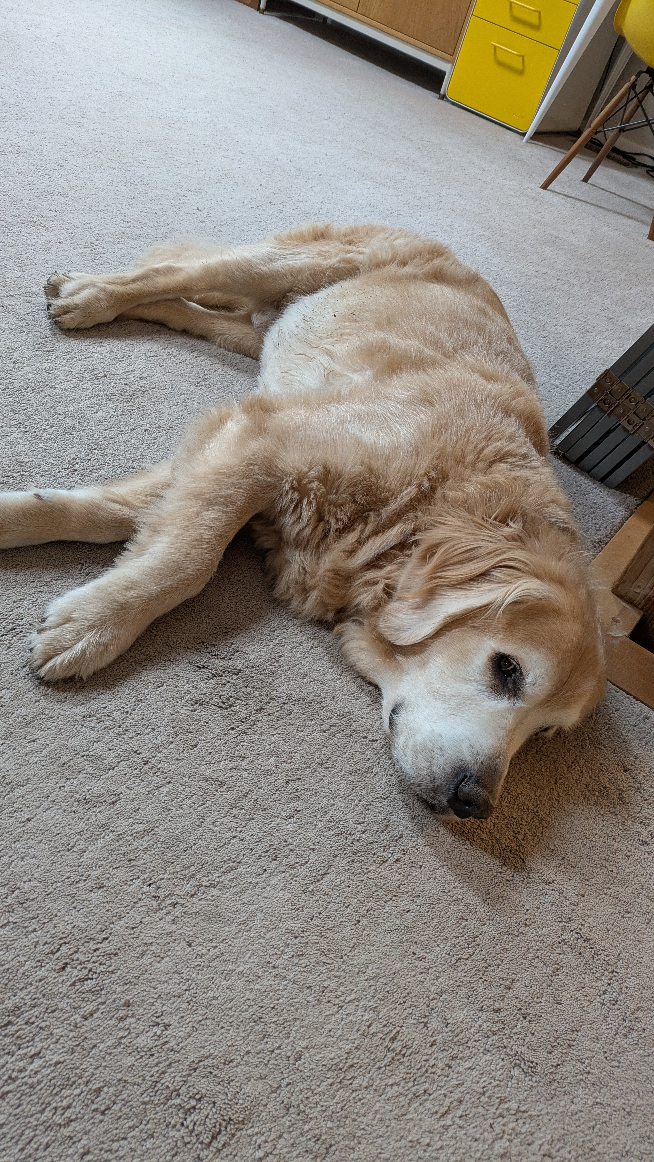 Cooper's Morning Awakening