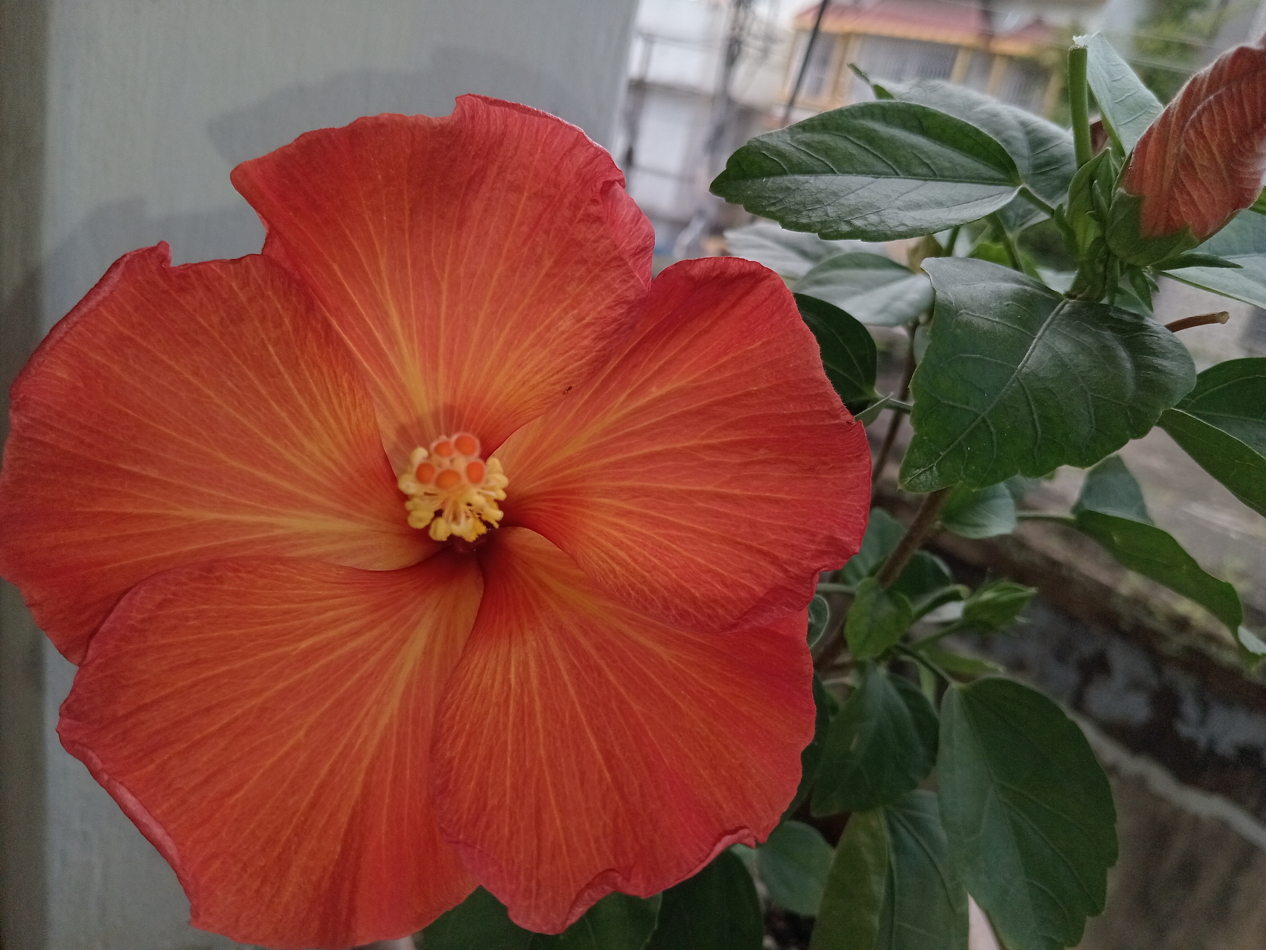 Blooming Beauty: Today's Floral Wonders