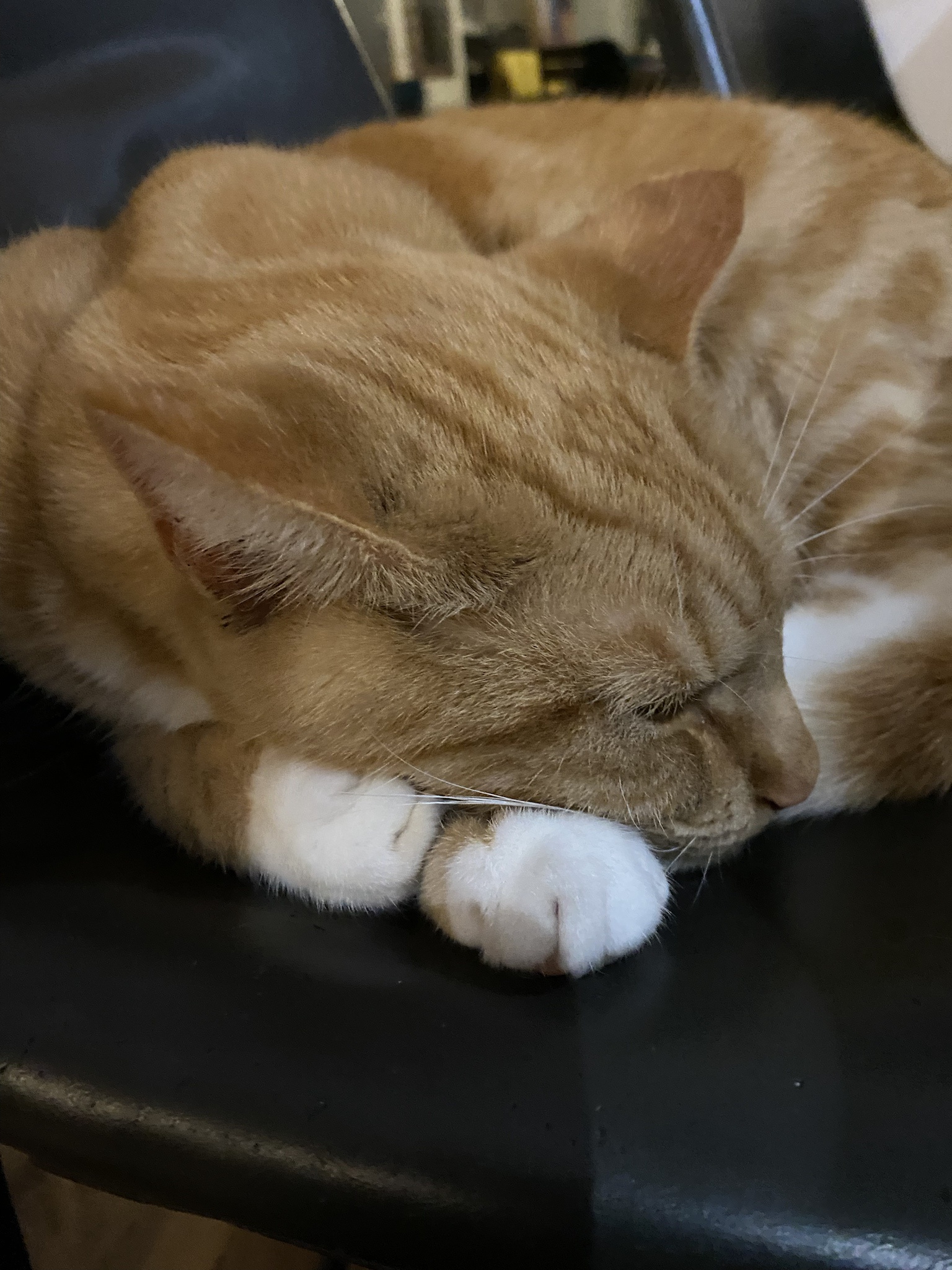 Biscuit's daily dose of cuteness!