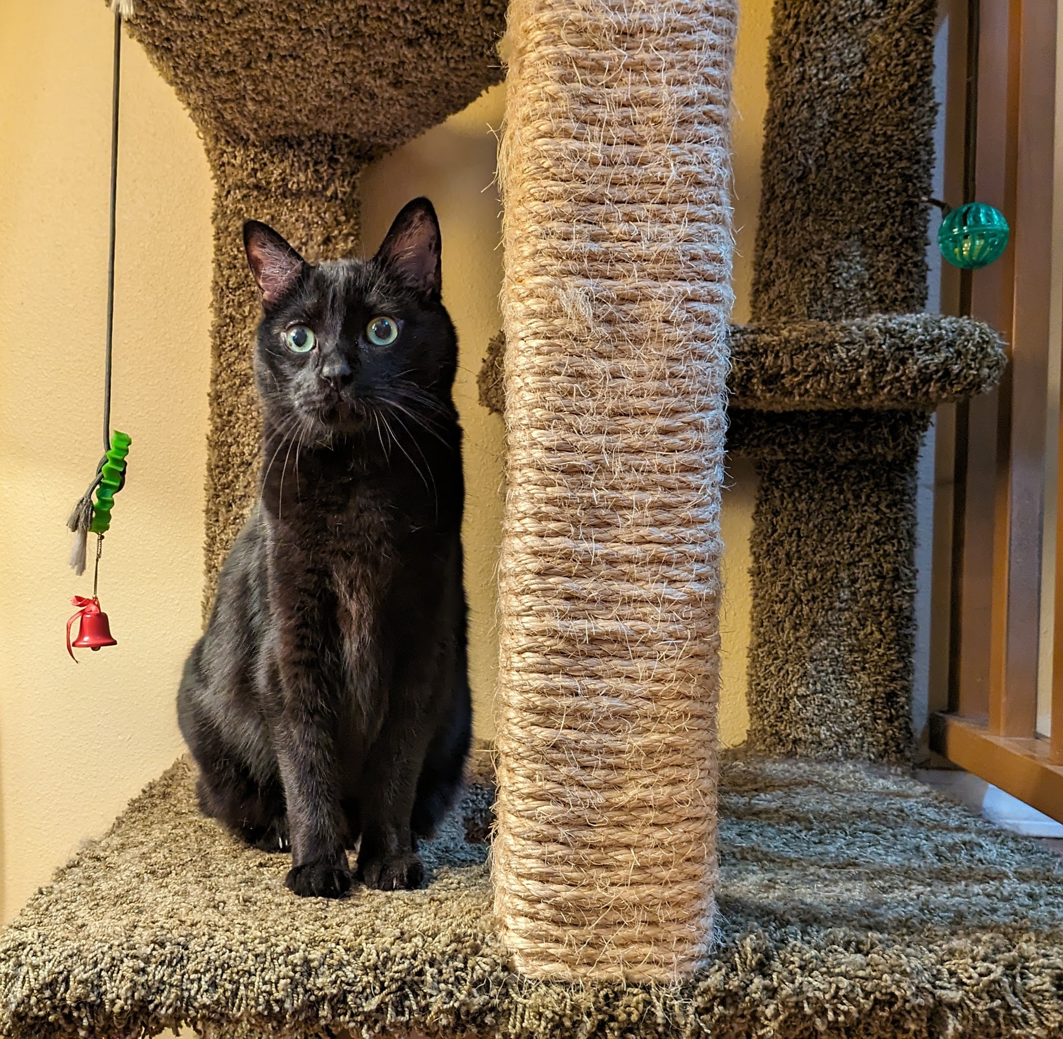 Splunk is ruling the cat tower like a king!