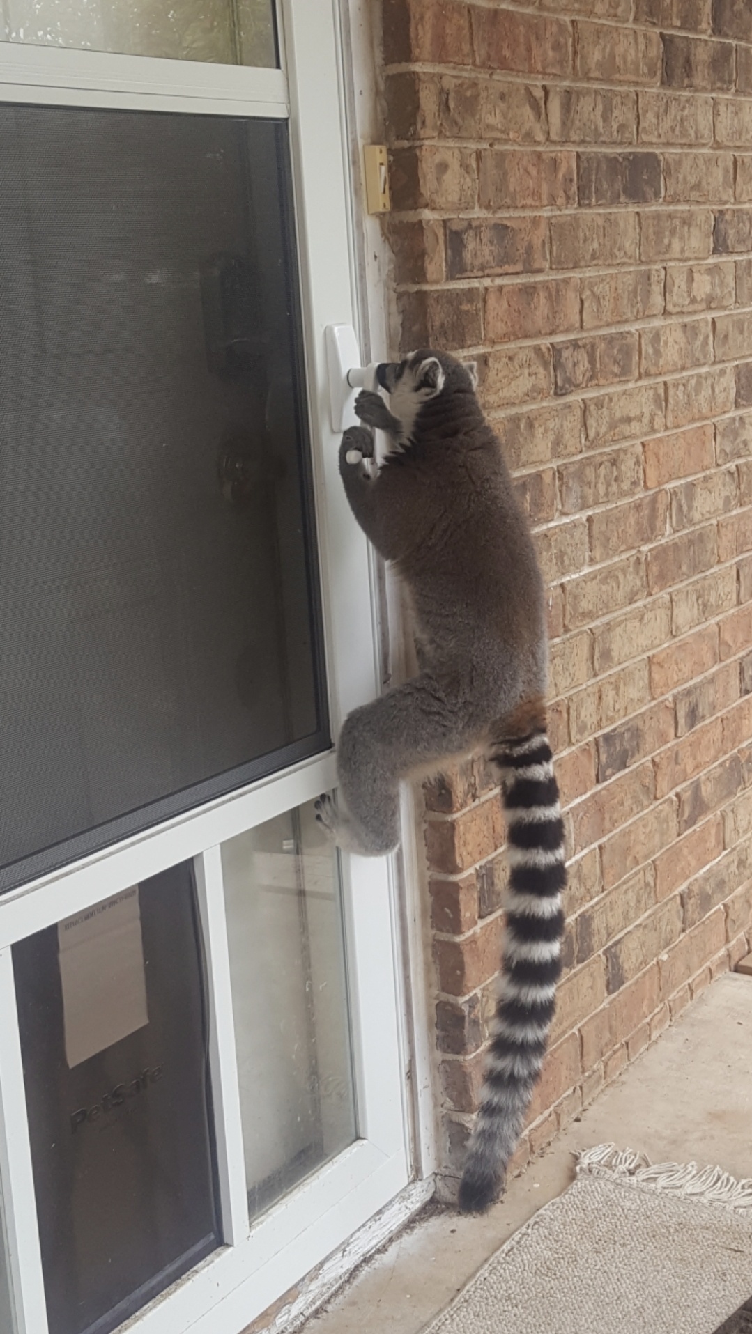 Why We Keep Our Pet Doors Secure: A Cautionary Tale