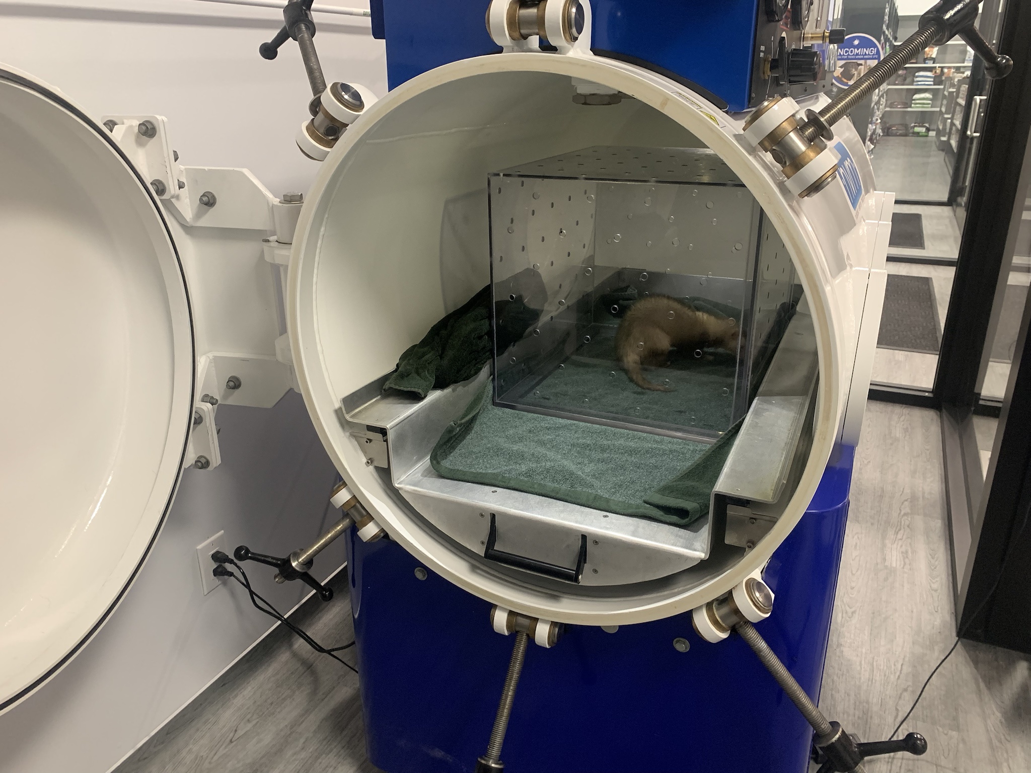 Meet FRES Ferret Charlie: Undergoing Hyperbaric Oxygen Therapy at the Vet