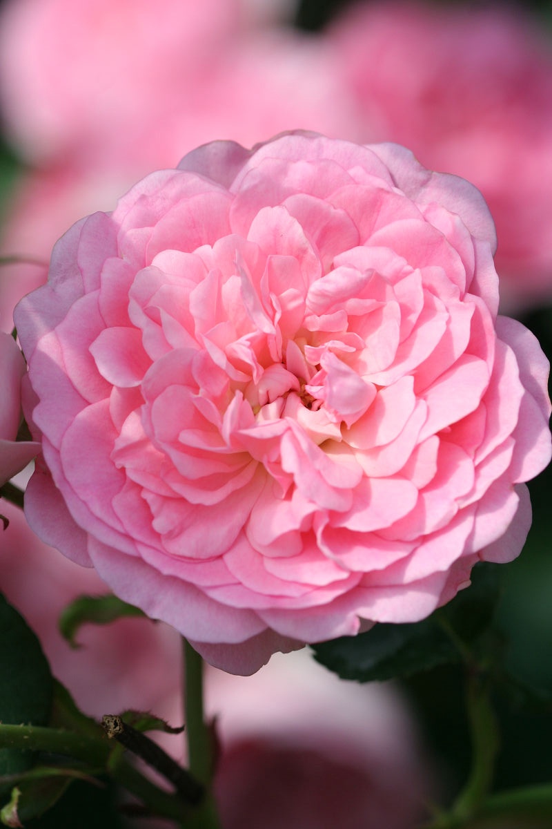 A Glimpse into the June 2013 Yatsu Rose Garden