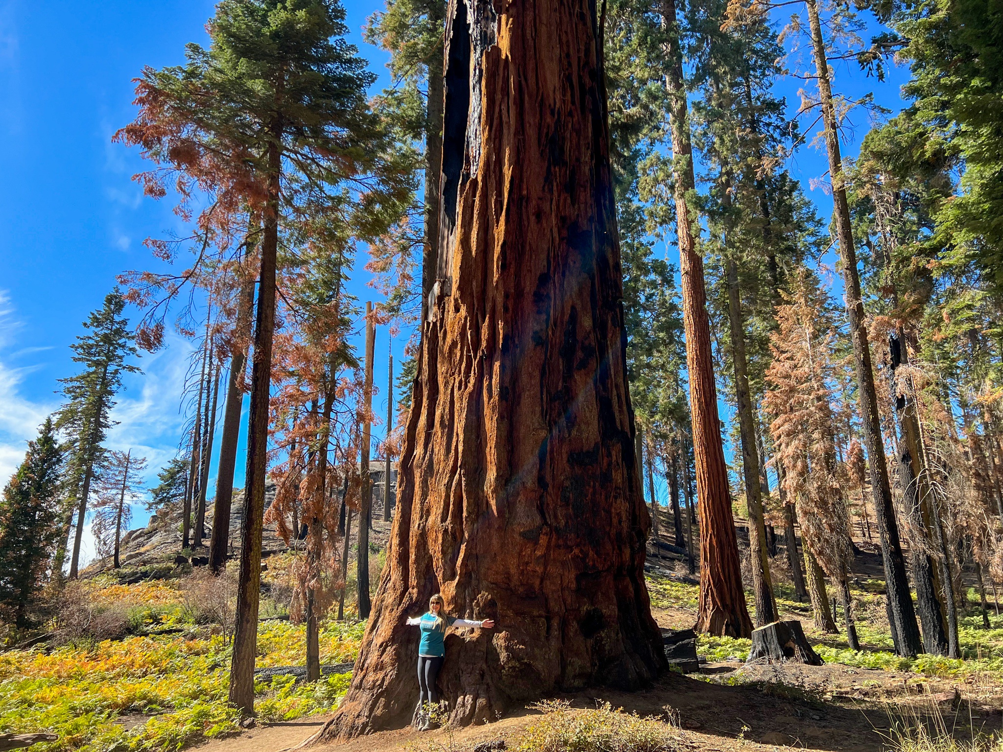 Photoshop Challenge: Can You Create Sequoias?