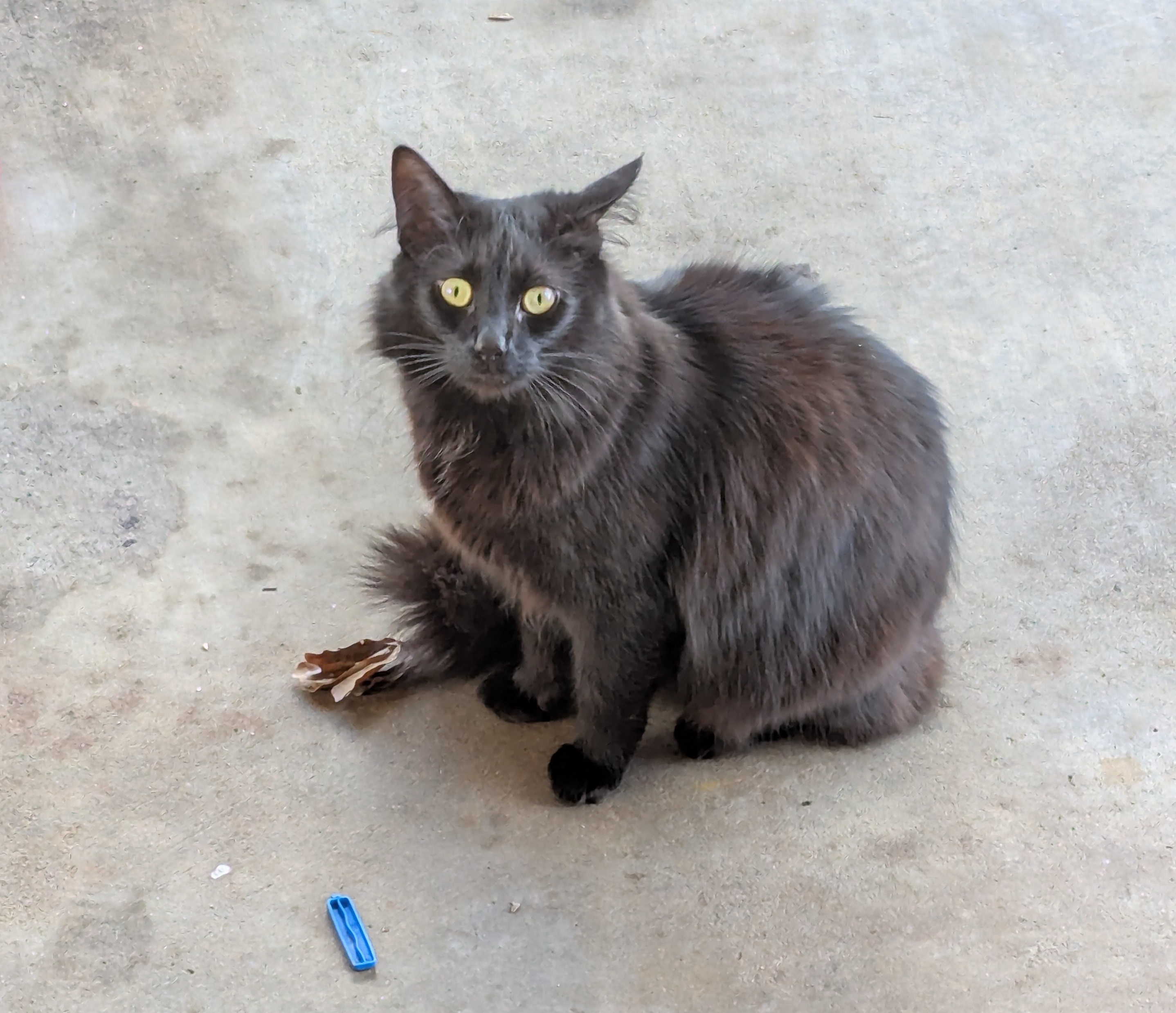 The Mischievous Adventures of the Neighbor's Cat