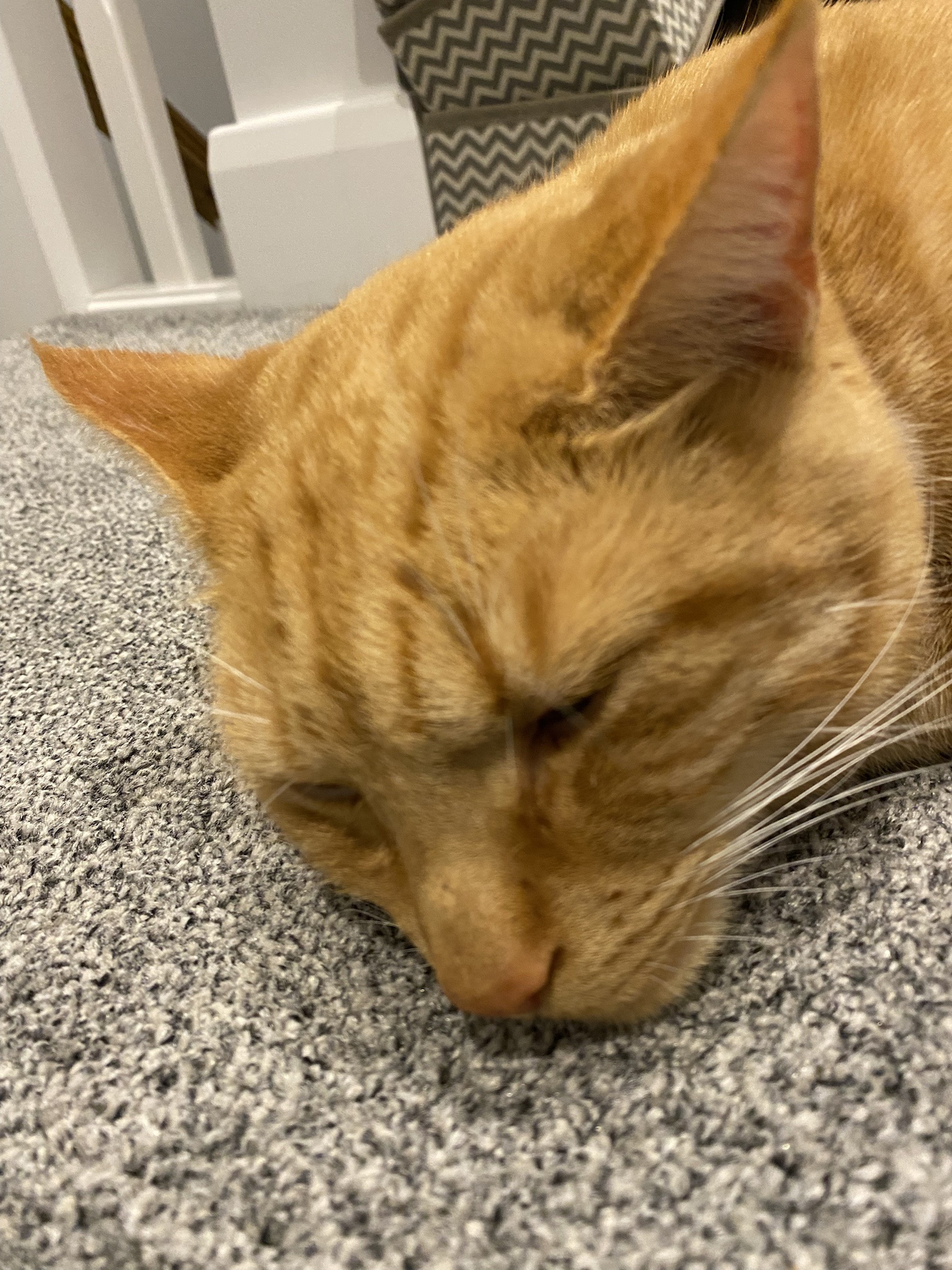 Biscuit's Daily Snapshot