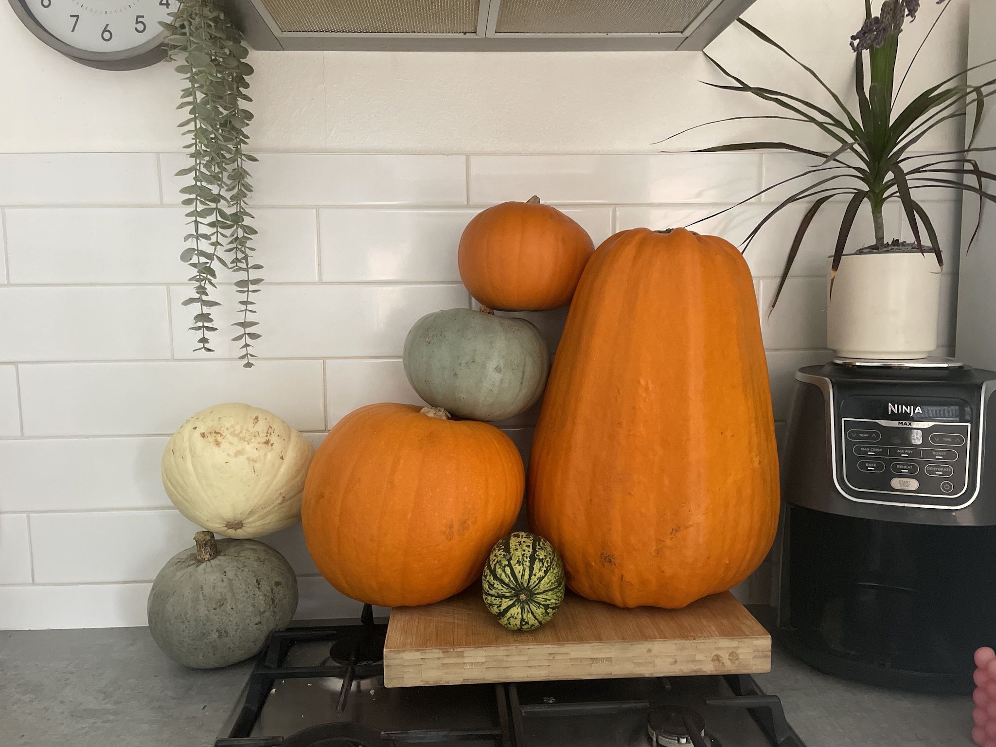 Looking for Pumpkin Recipe Ideas!