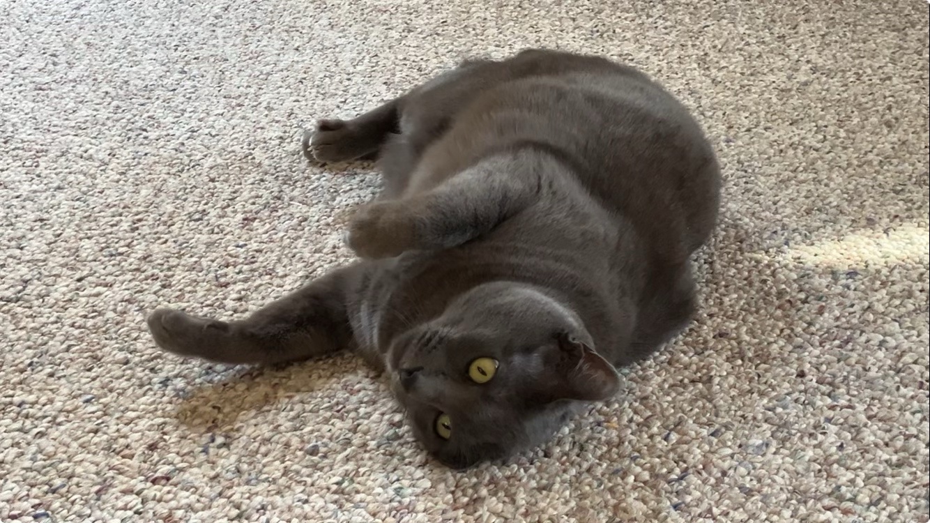 Daily dose of cuteness: Snick pic #45