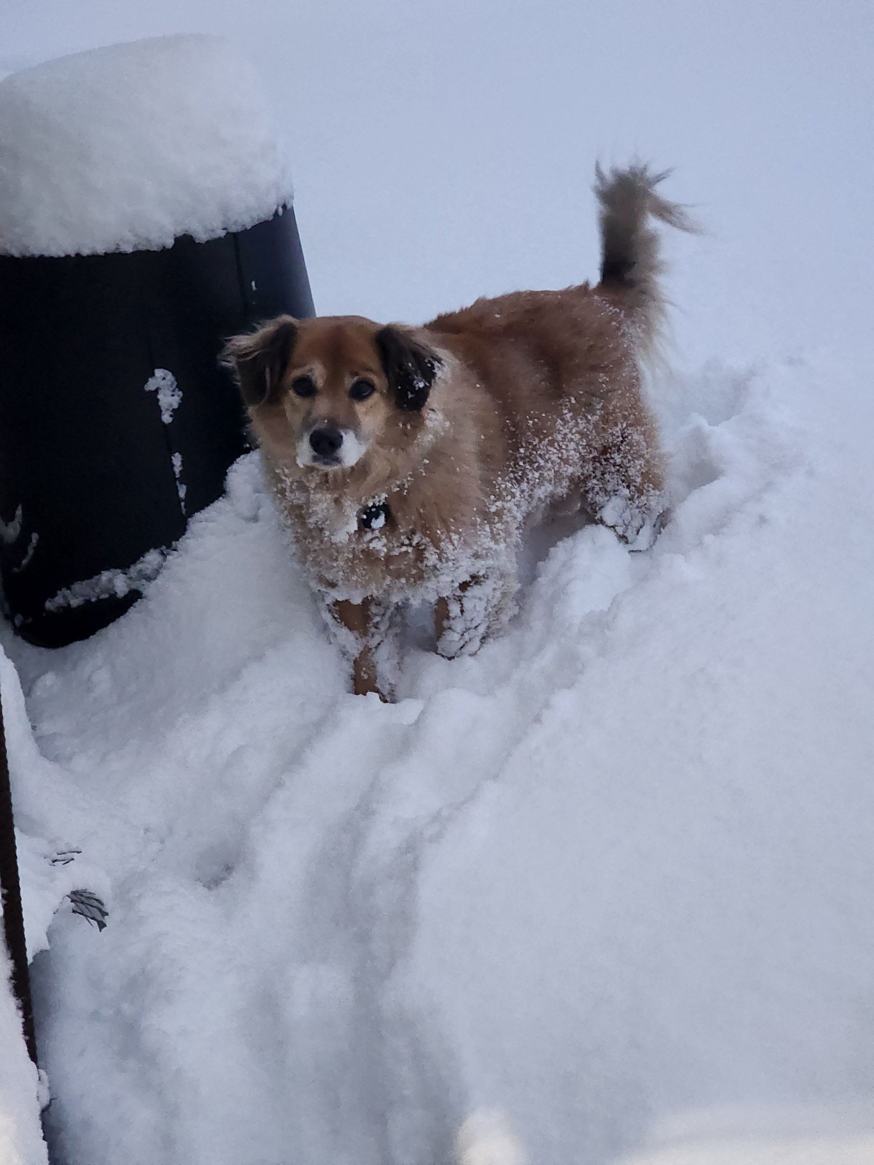 Dolly's Delightful Day in the New Orleans Snow