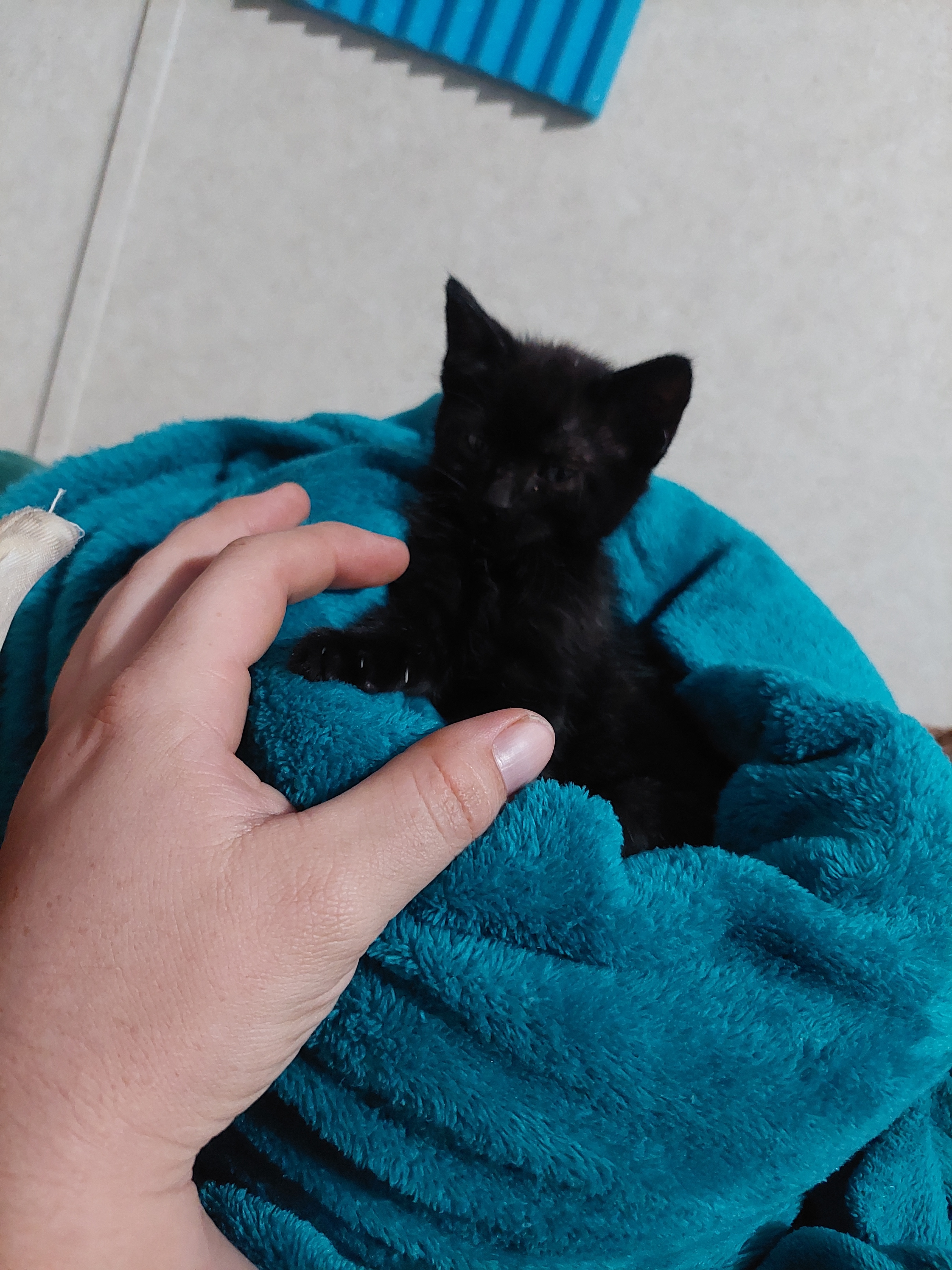 Meet Our New Furry Friend: Bastet