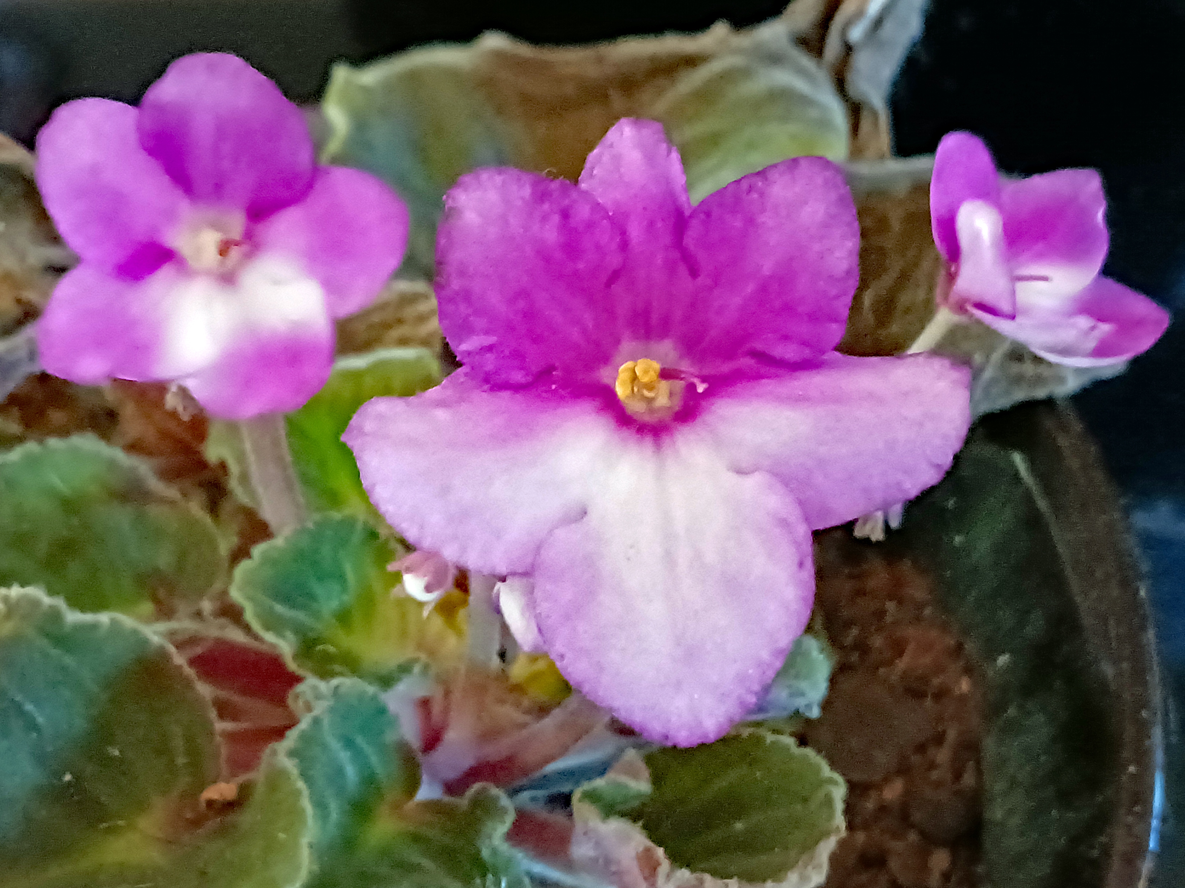 Beautiful African Violet in Bloom