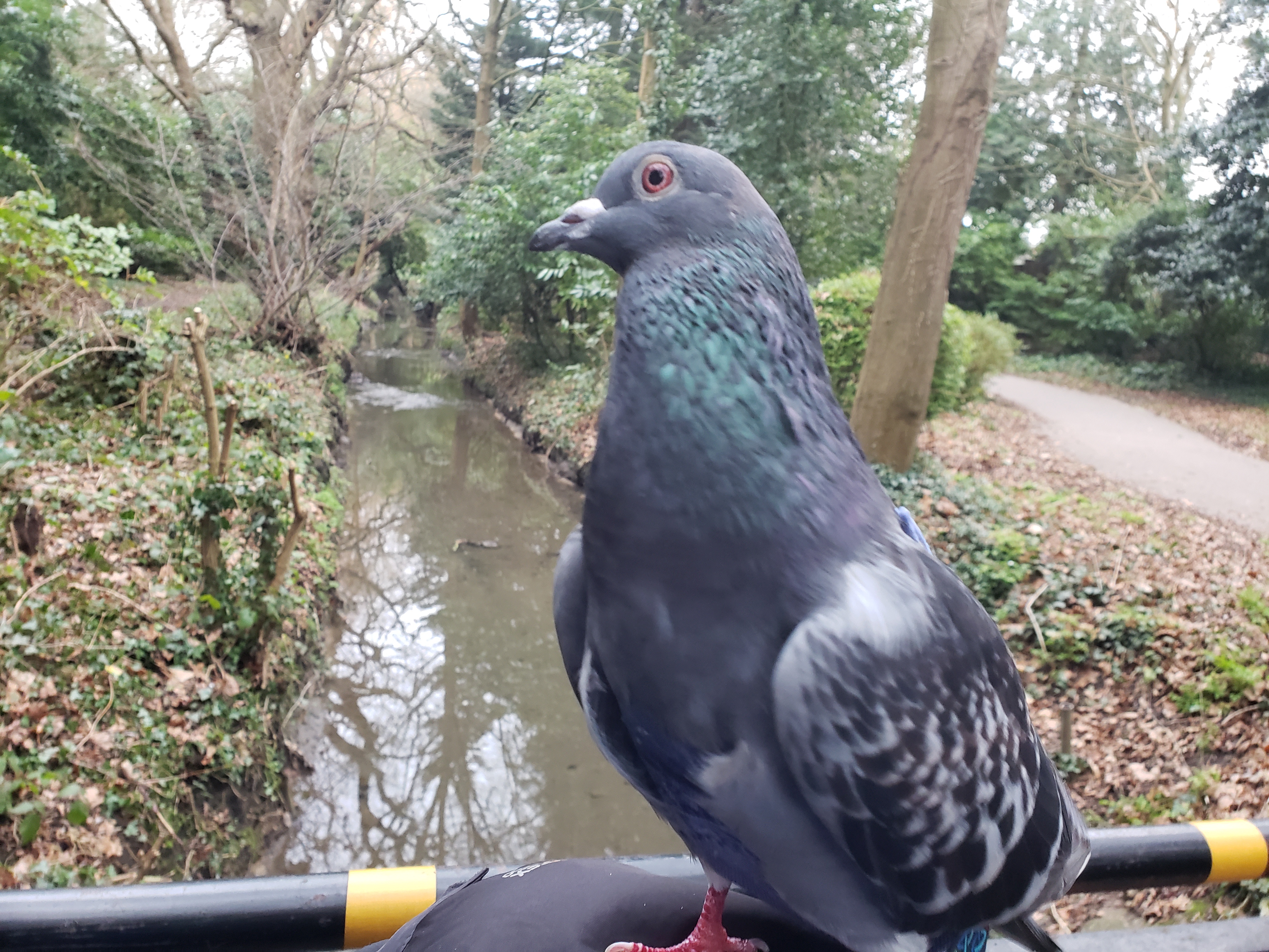 A Pigeon's Perfect Day Out
