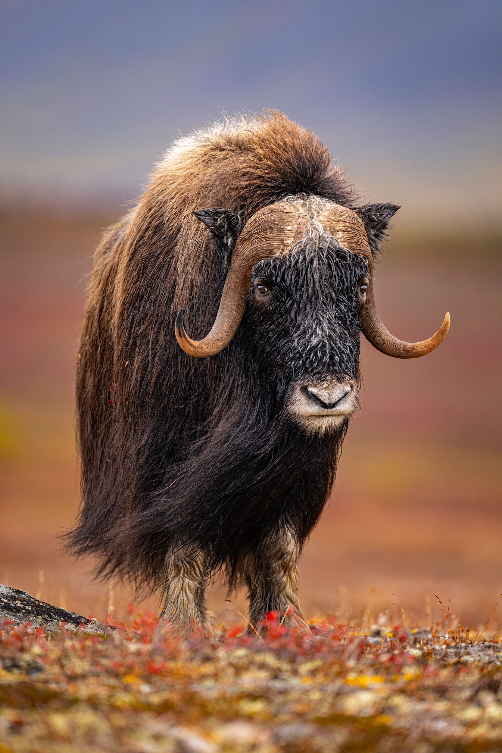 Meet the Mighty Muskox