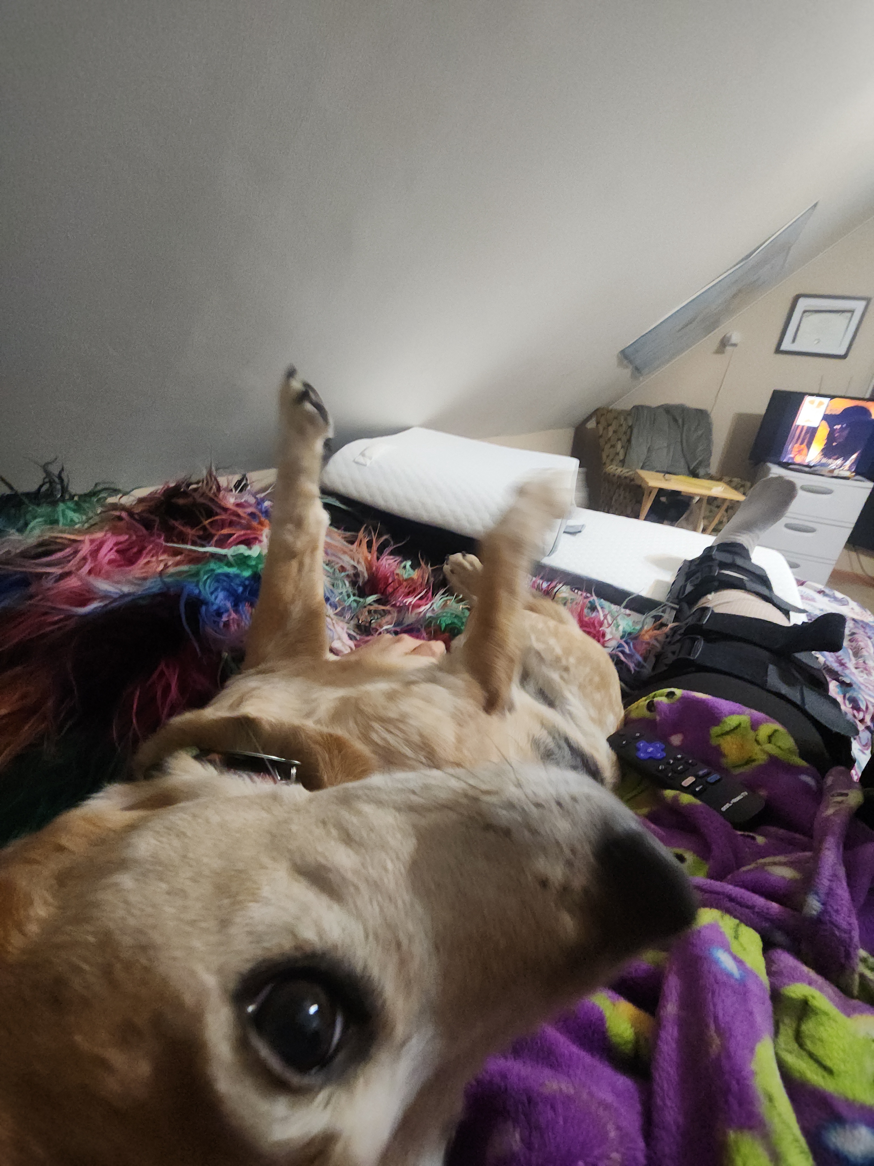 Meet Nurse Pickle: The Cutest Caregiver Around