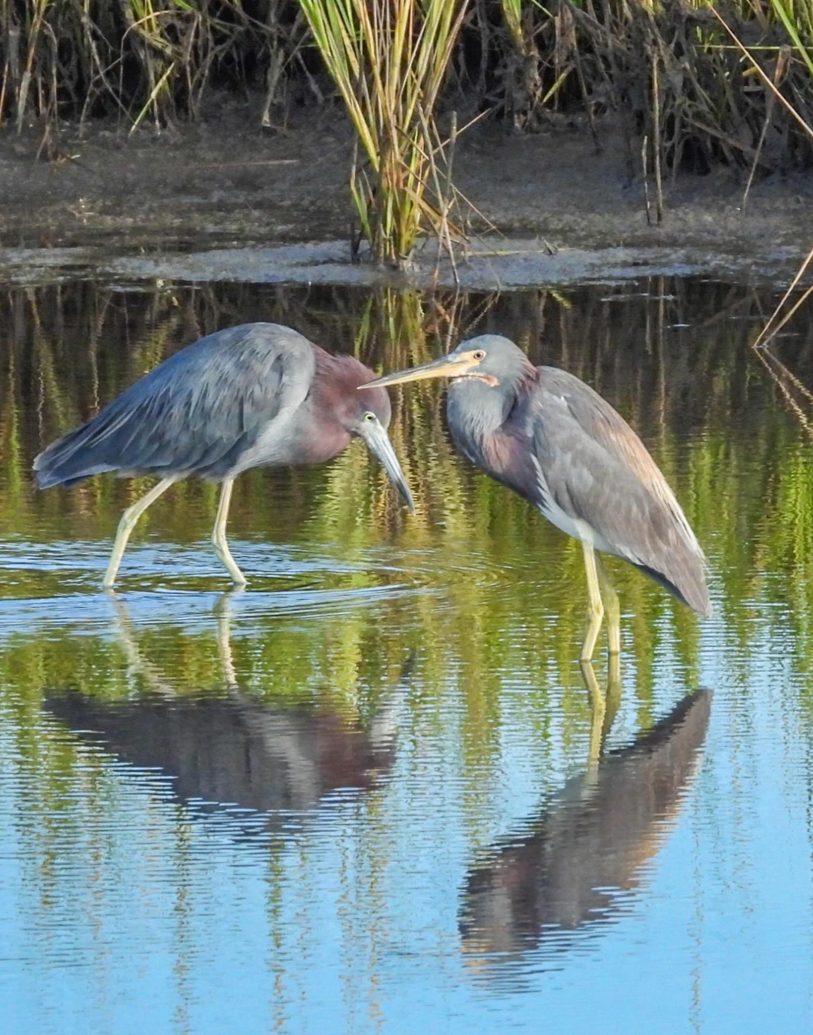 Herons: Nature's Elegant Hunters