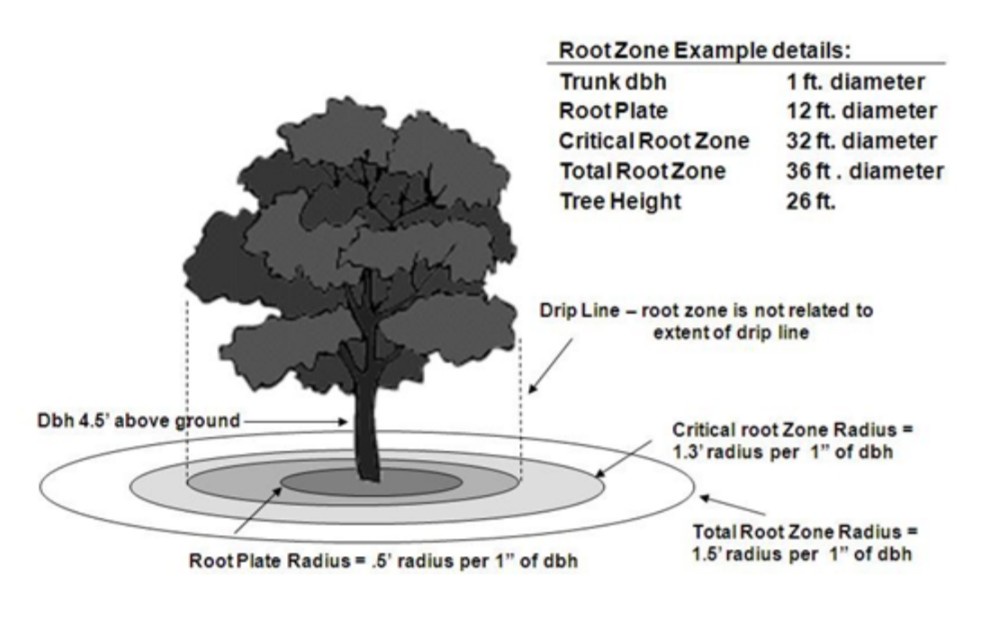 Tree Roots Unveiled: The Diagram That Hits the Bullseye