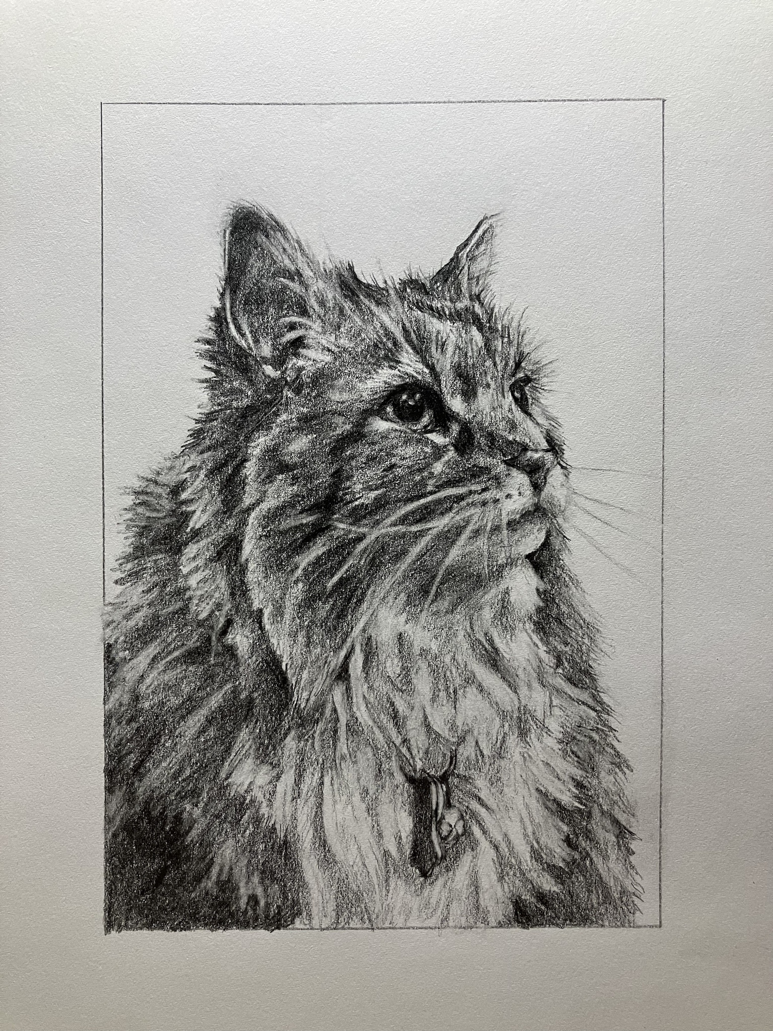 A Captivating Portrait of My Brother's Cat