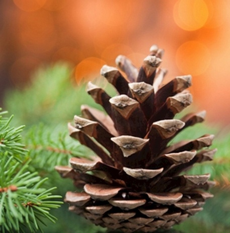 Team PINECONE: United We Stand!