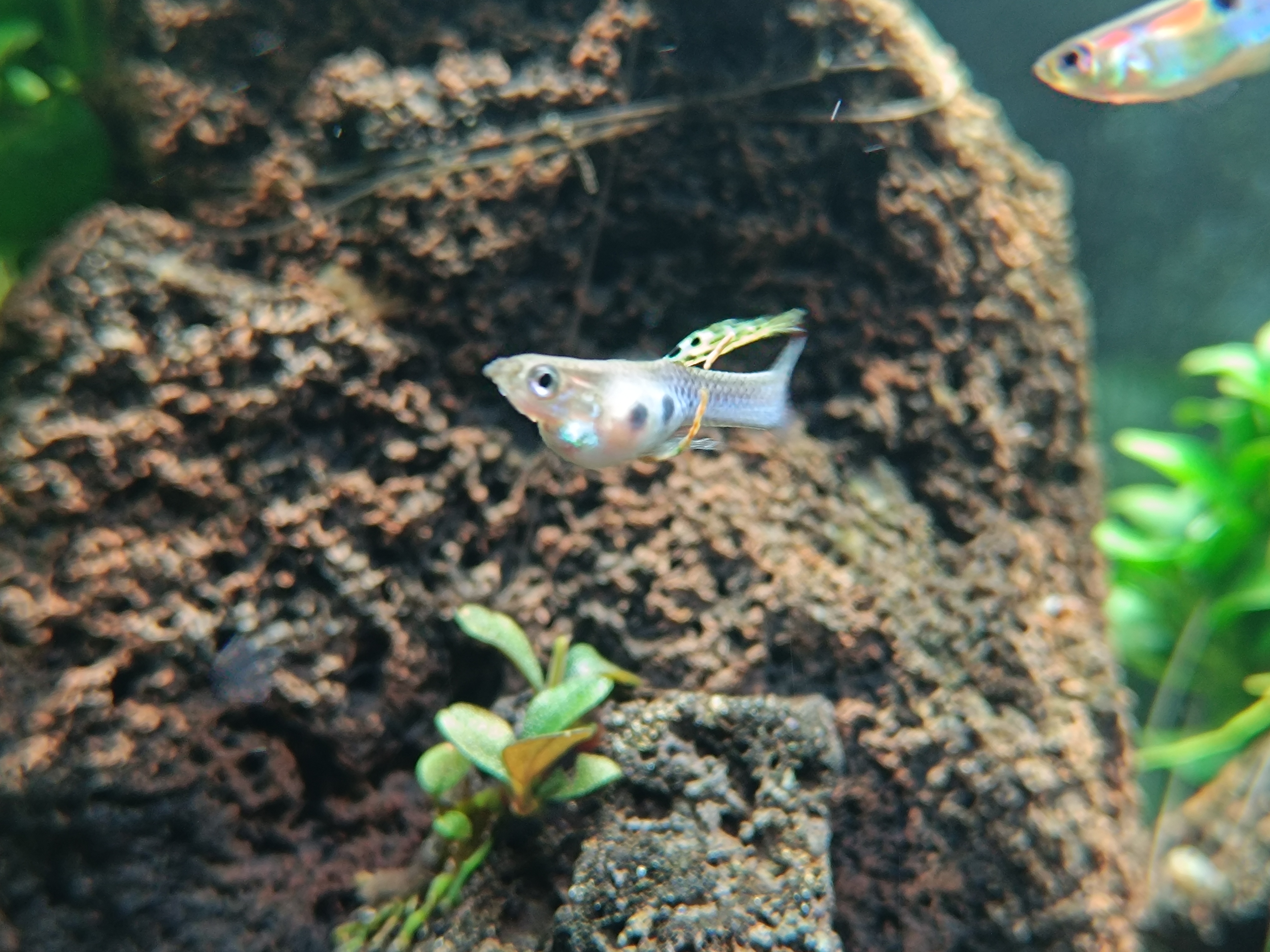 Caca o parasito? A Playful Debate on Nature's Oddities