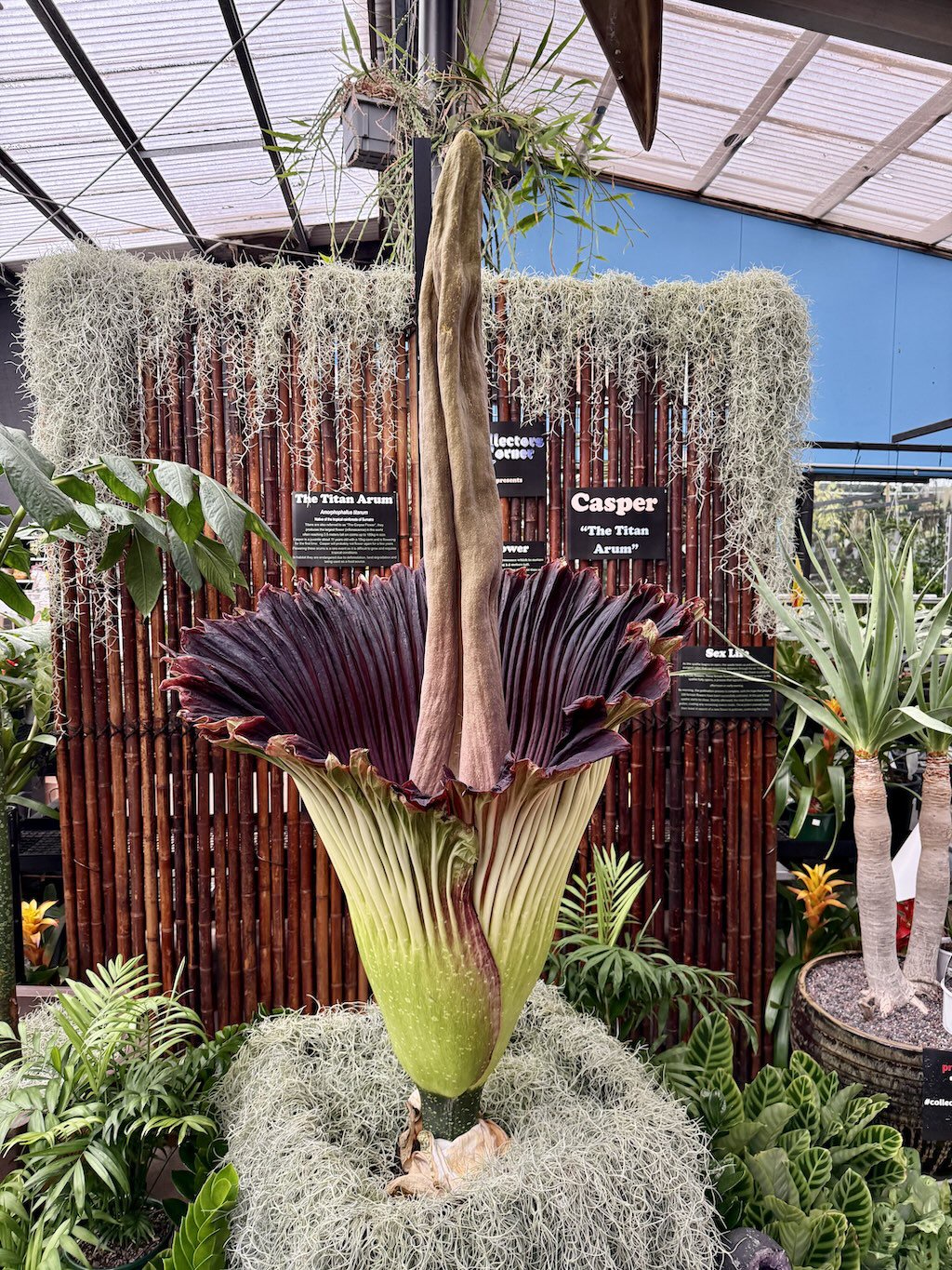 Meet Casper, the eerily beautiful Corpse Flower