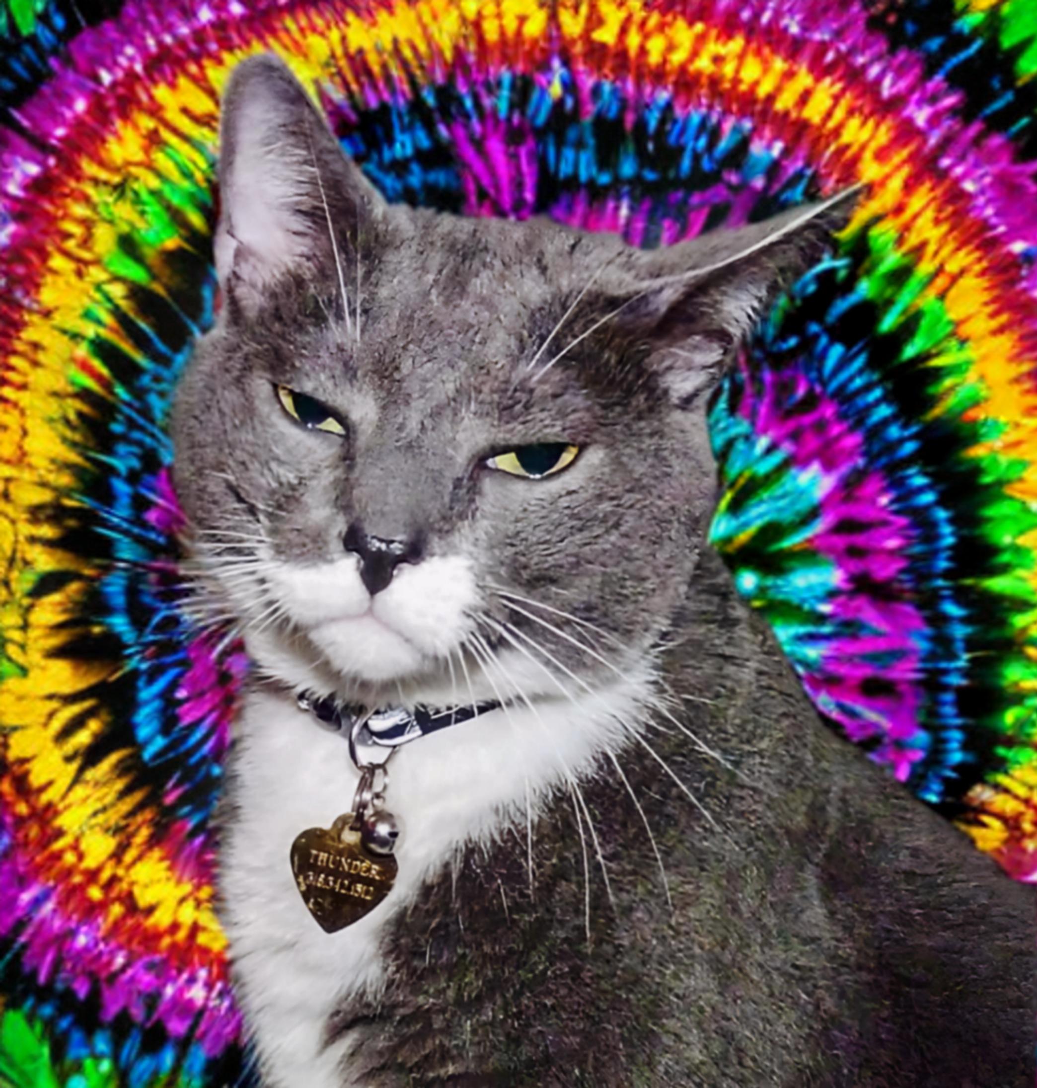 Catnip? What Catnip? The Mystery Unfolds!