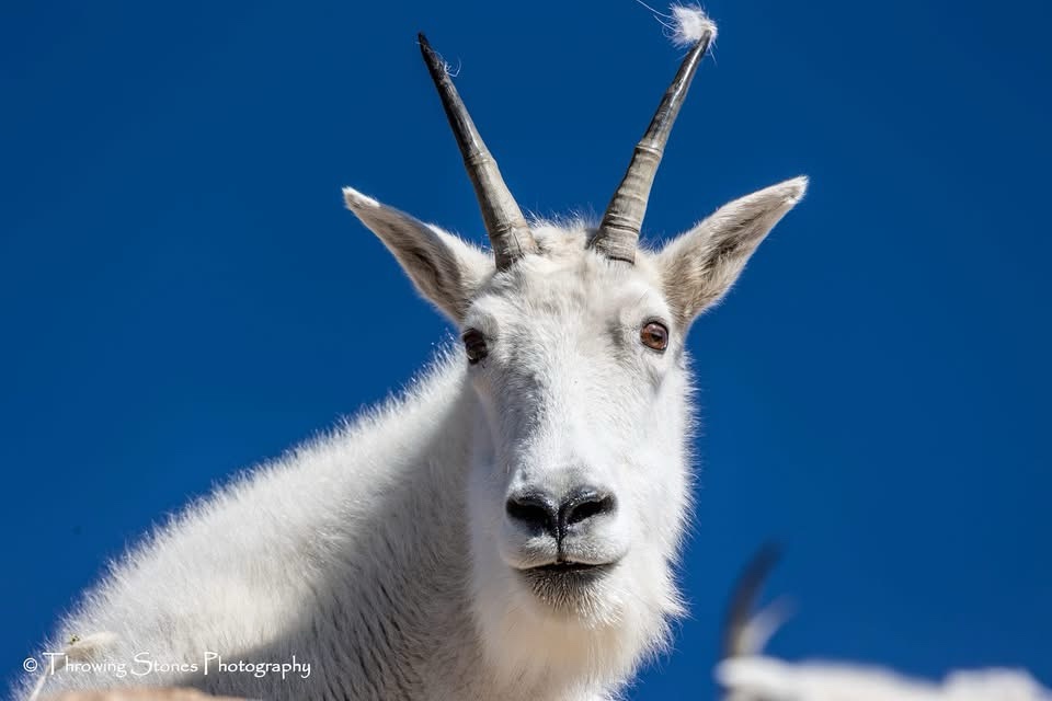 The majestic mountain goat in its natural habitat