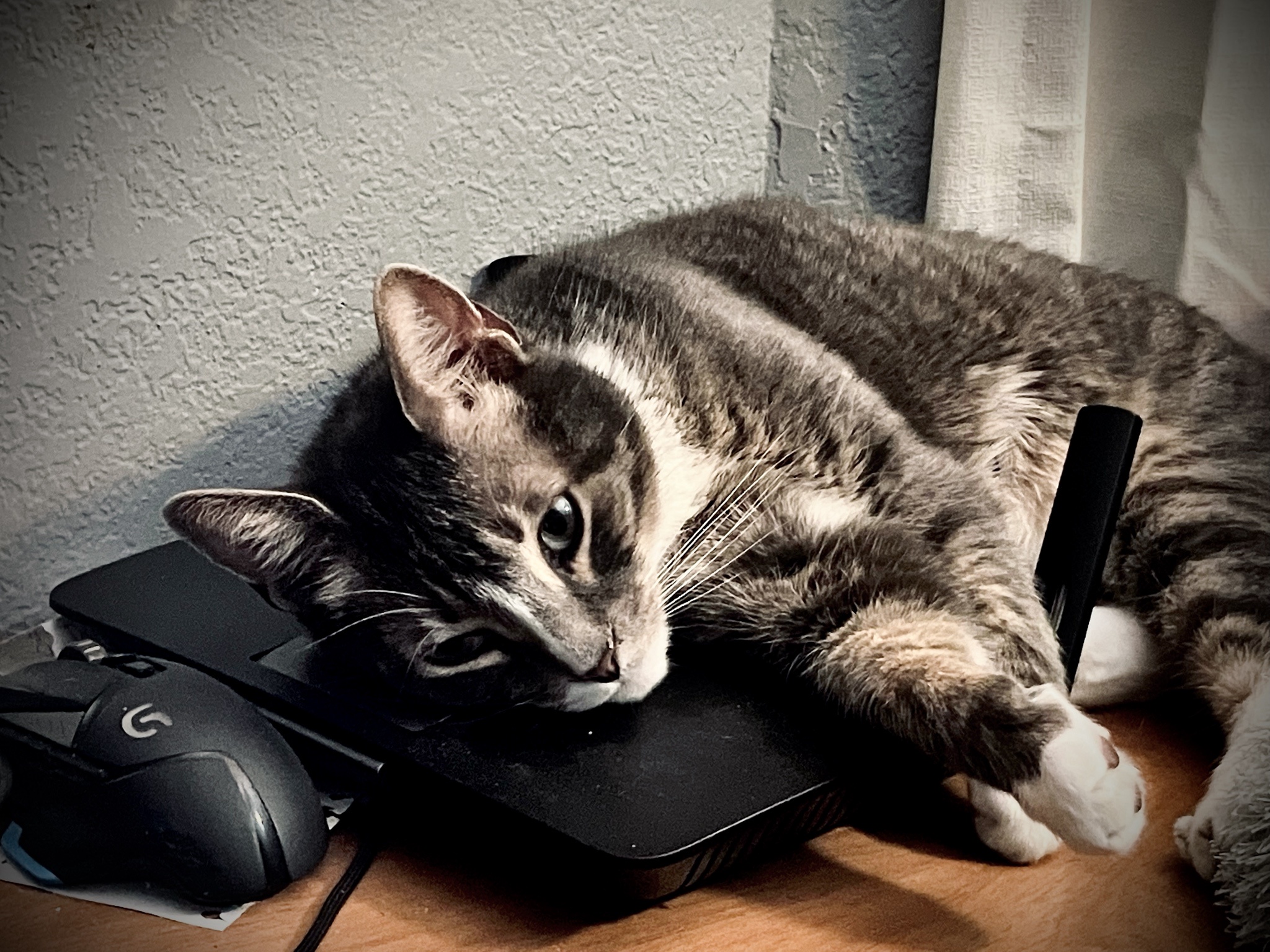 My Adorable Boy's New Favorite Napping Spot: On Top of the Router