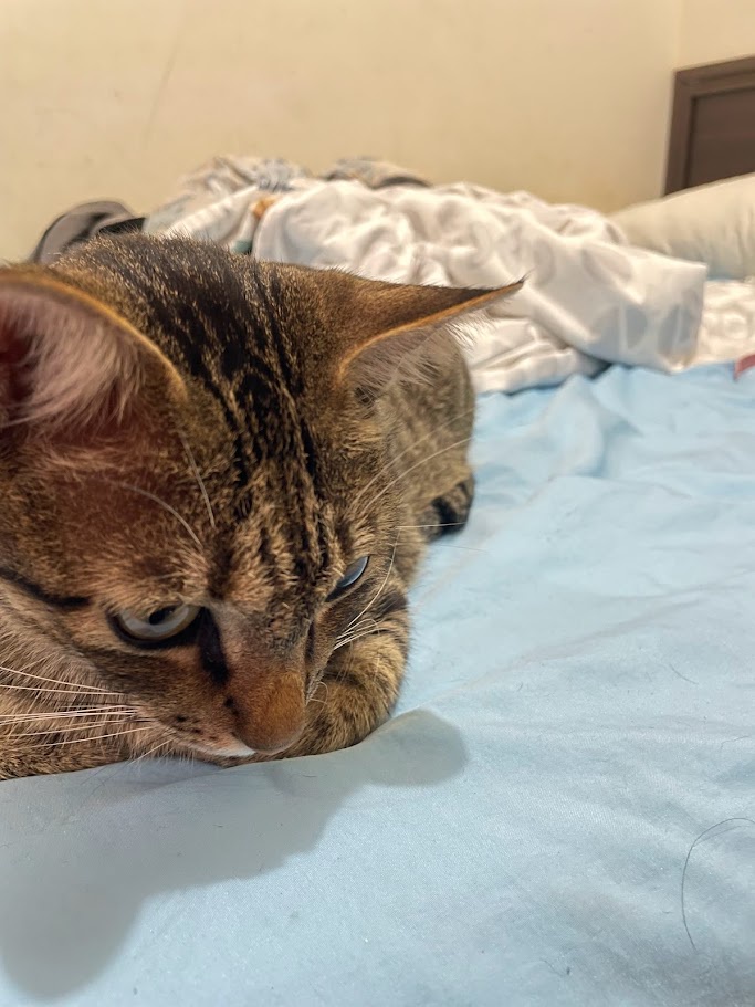 Just a Casual Cat Moment