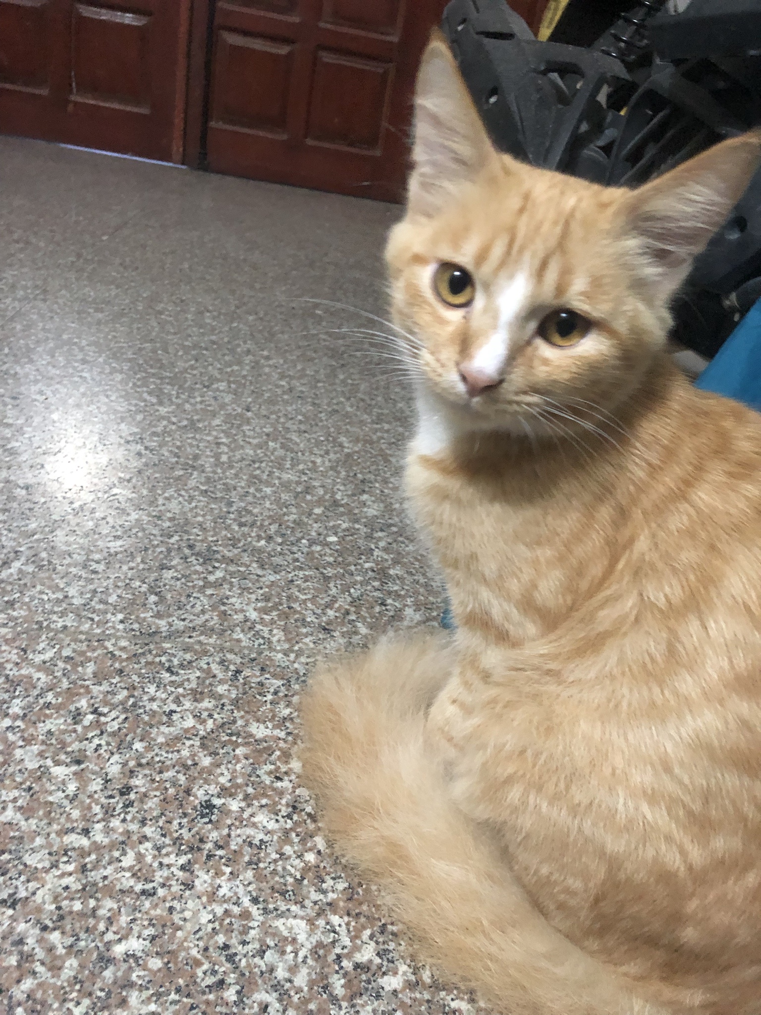 Meet Miu: The Adorable Companion