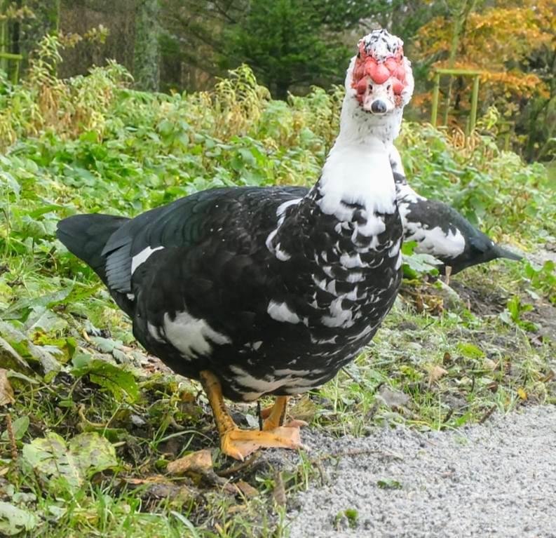 Just a cute duck!