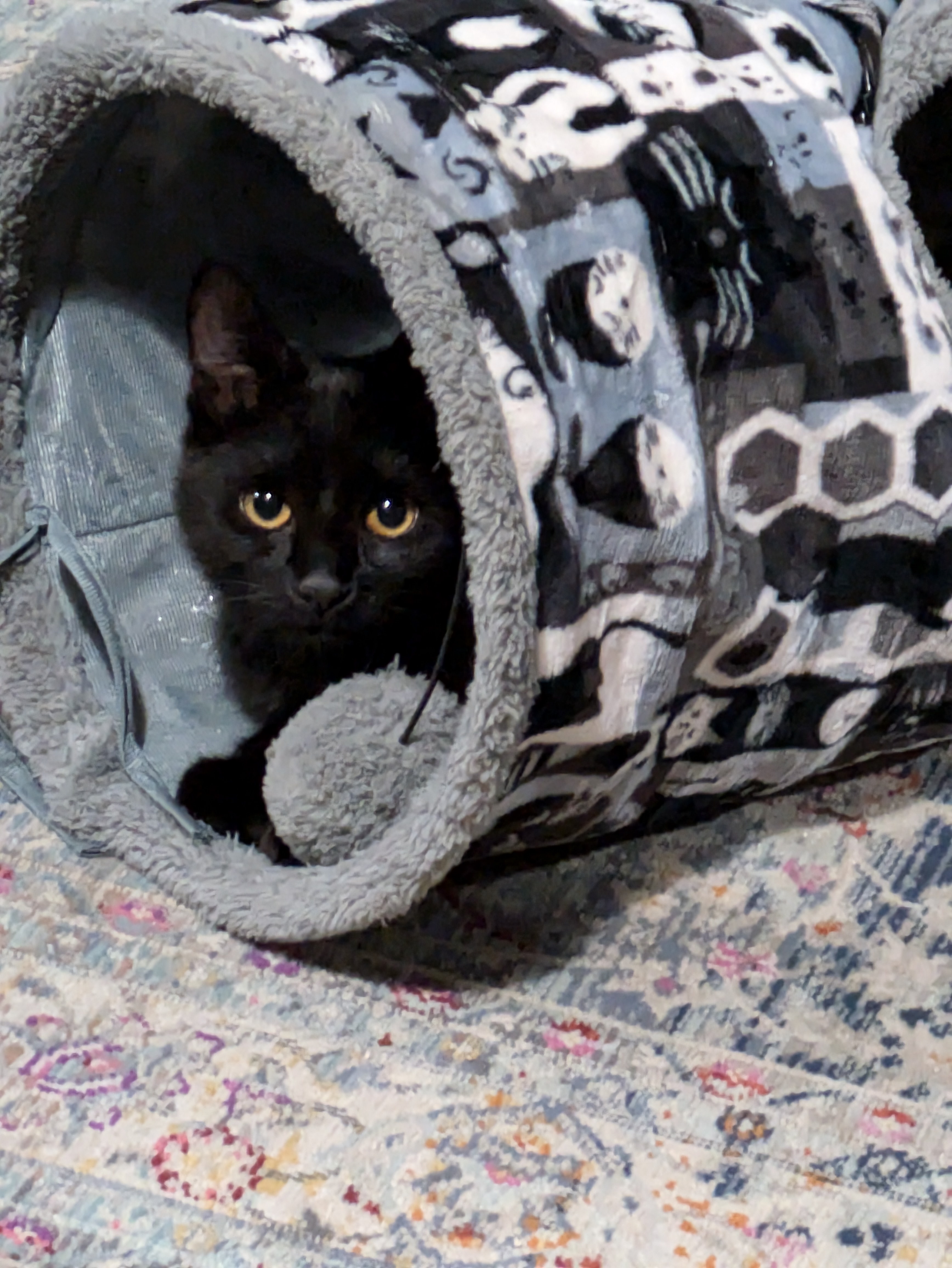 Adorable Baby Arnold Stealing Hearts