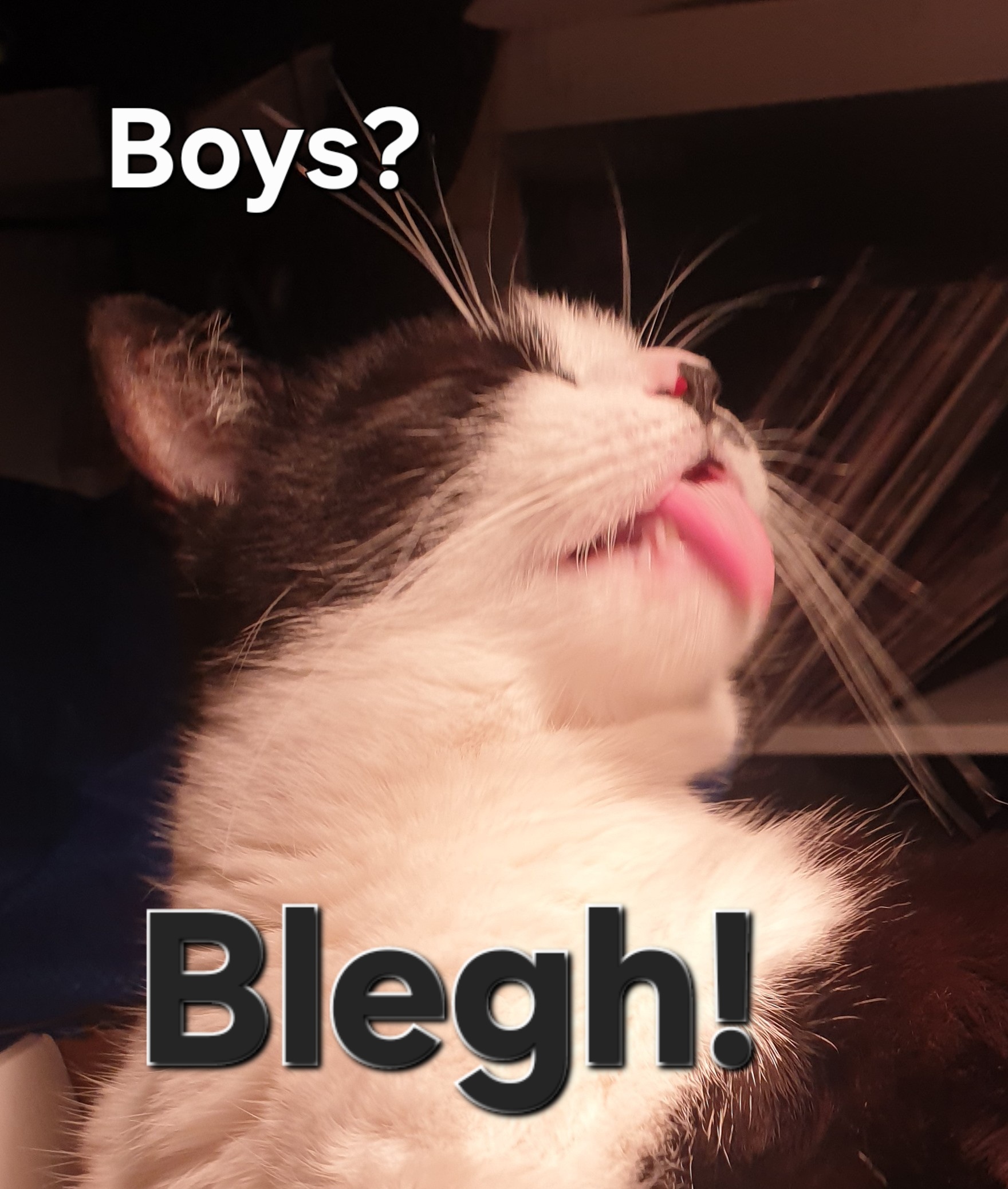 Caturday Chronicles: Charlie's Hilarious Encounter with Miss Charlotta!