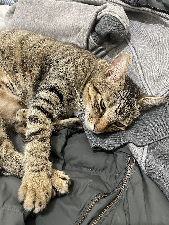 The Cat Chronicles: A Feline Adventure