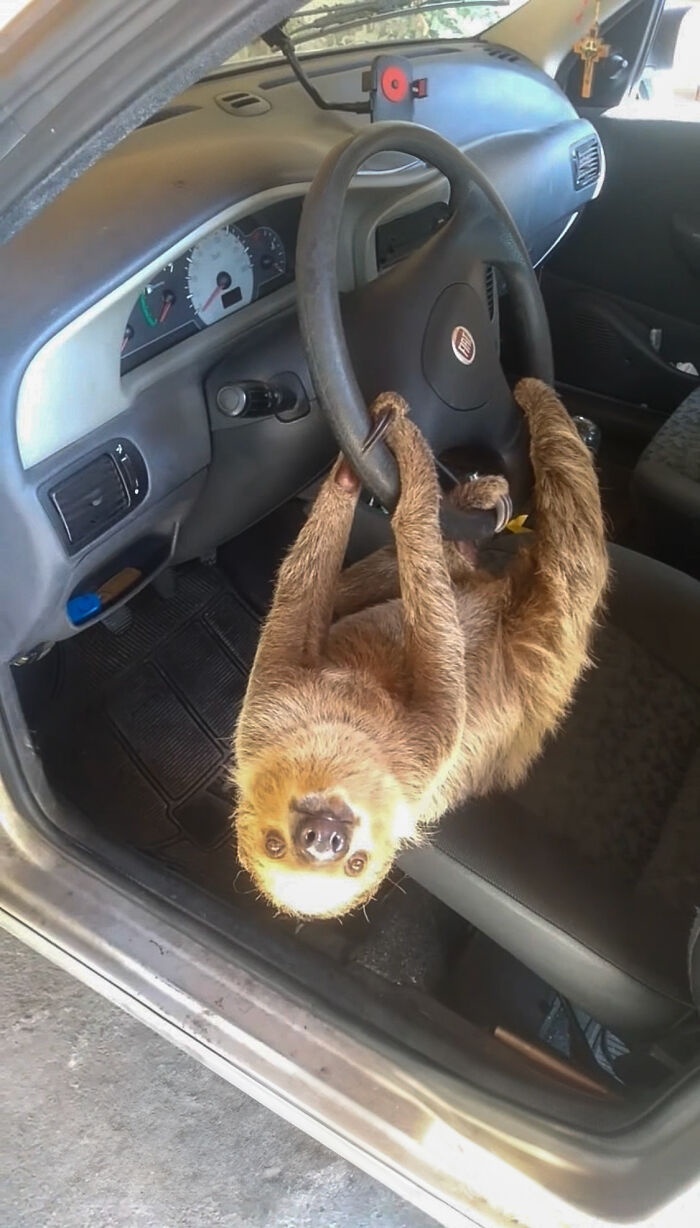 Let’s take a wild ride and swing on the steering wheel!