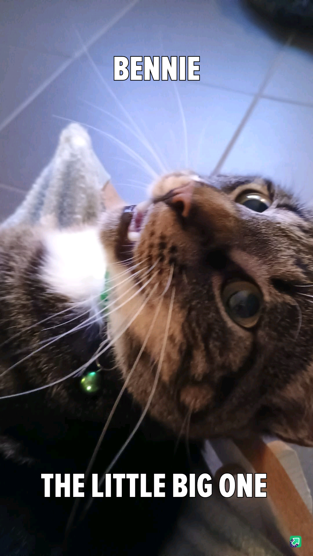 Meet Benniee: The Star of the Show